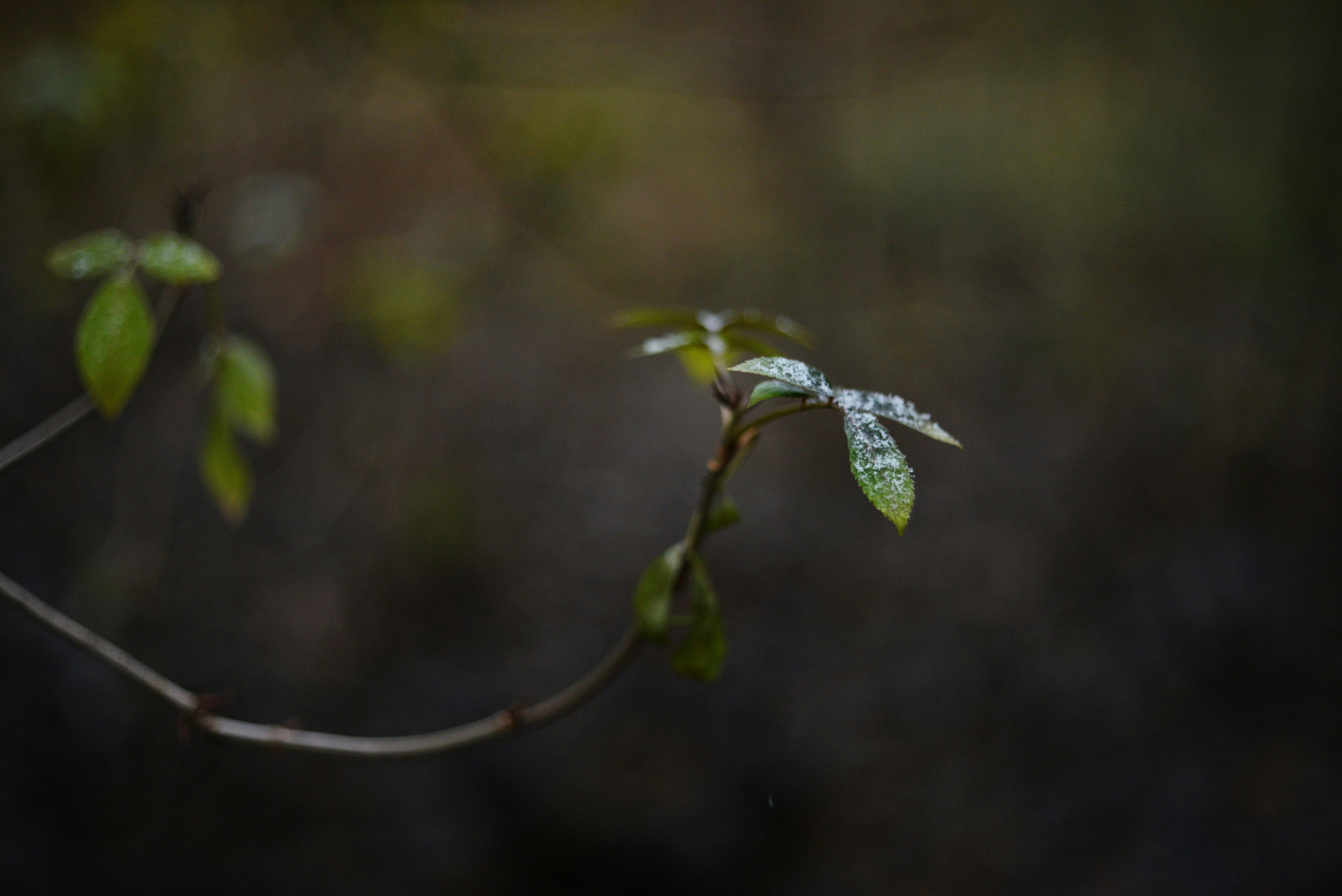 Photo by cherstve_pechivo