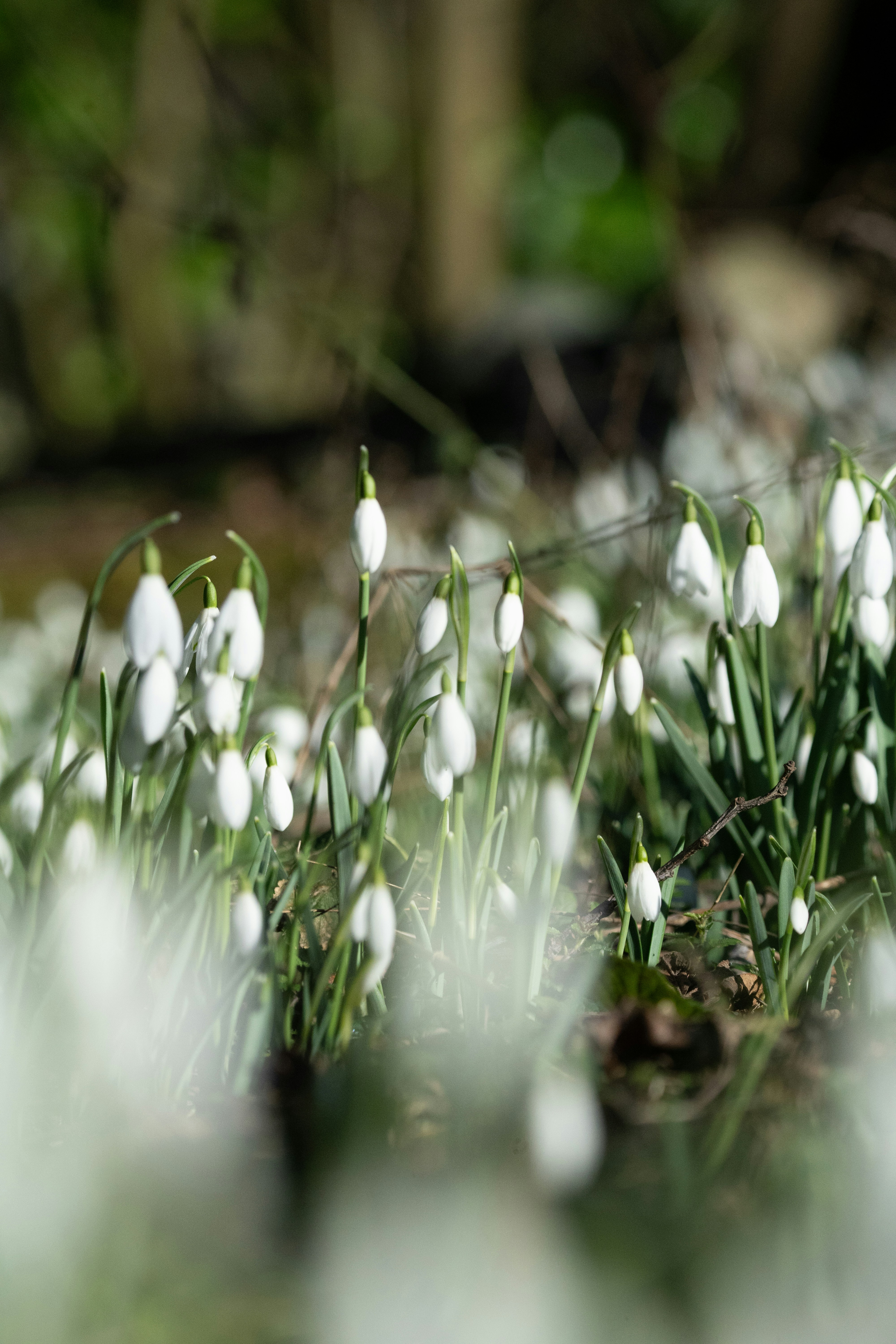 A bunch of white flowers that are in the grass