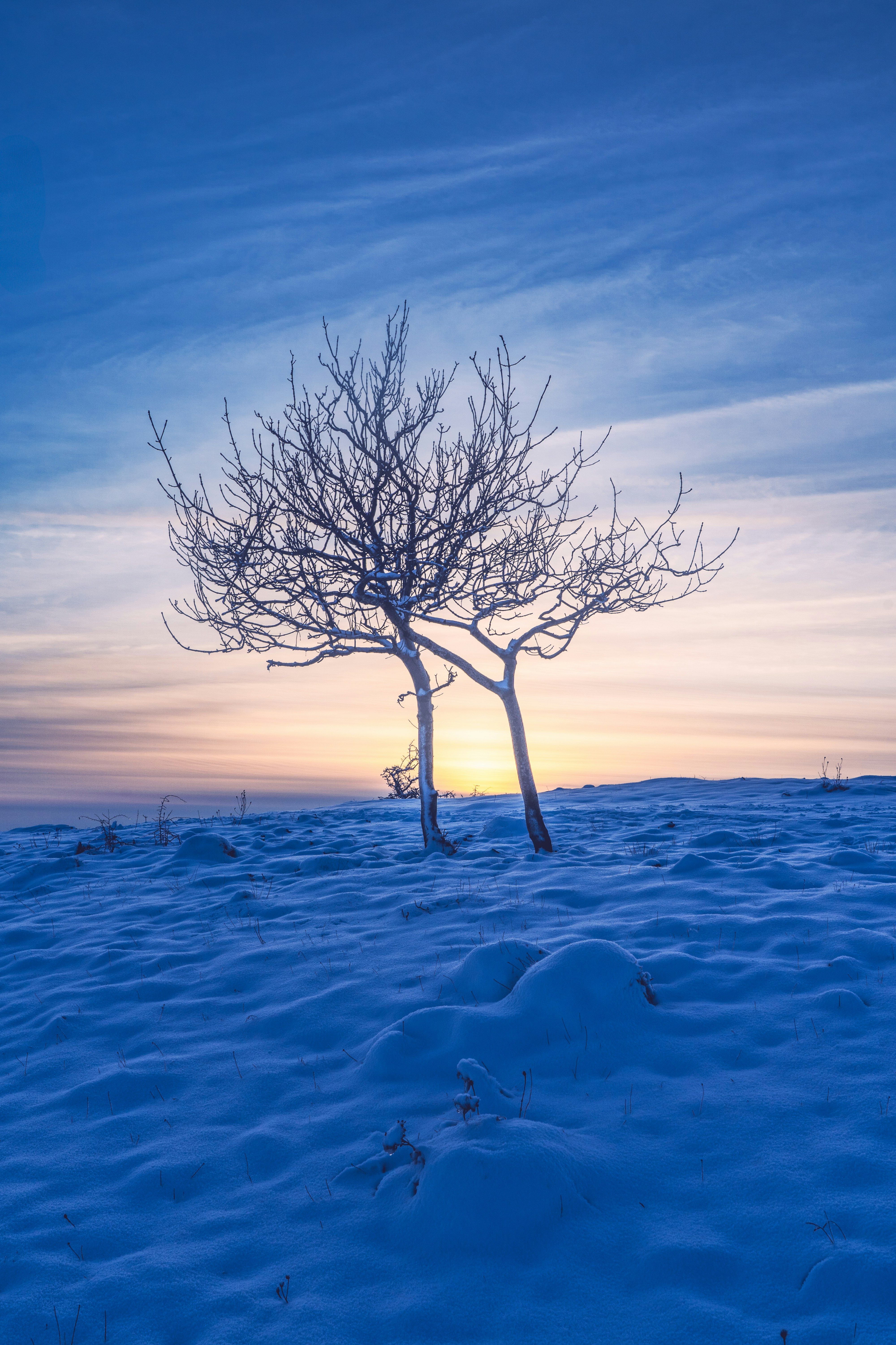 A lone tree in the middle of a snowy field
