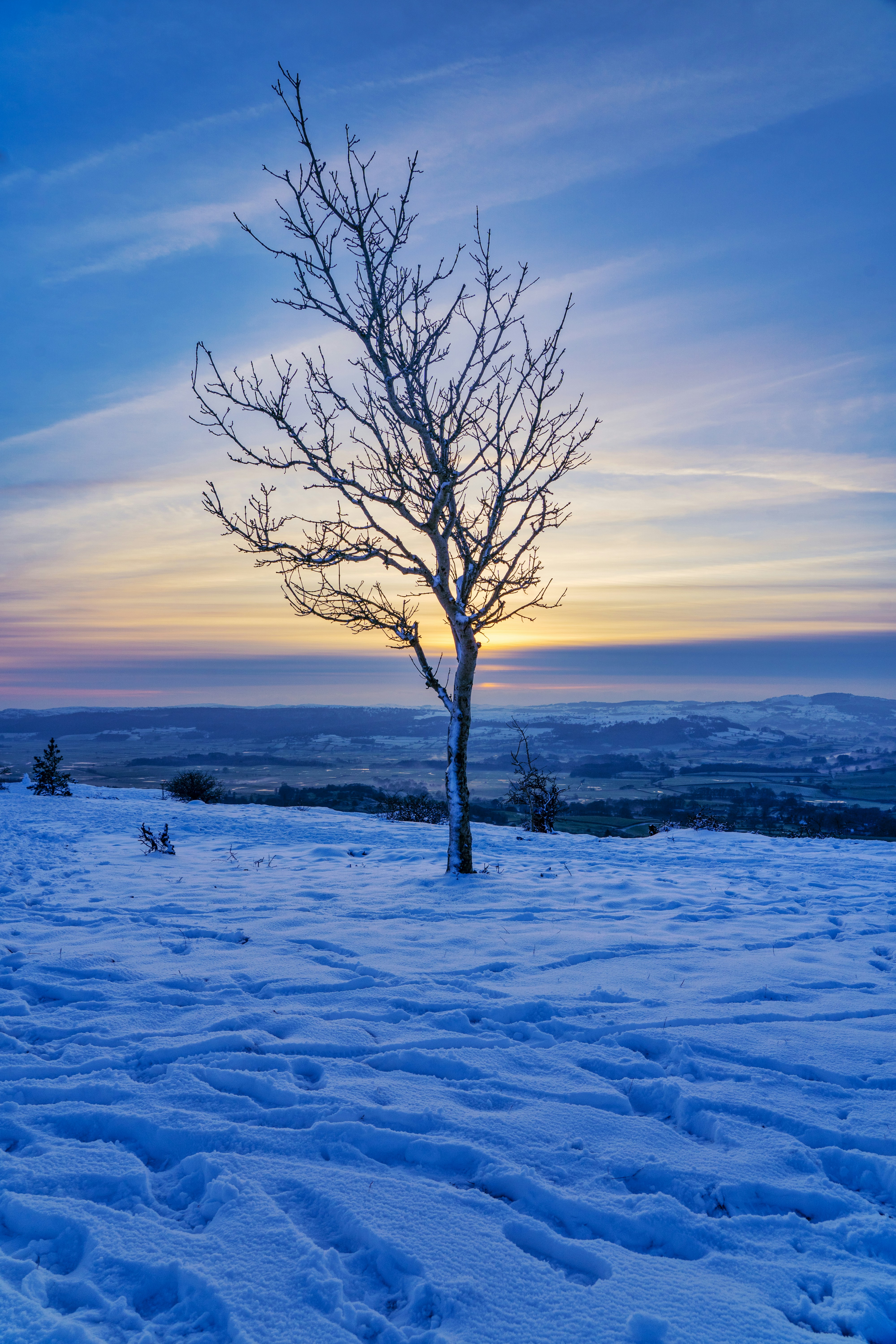 A lone tree in the middle of a snowy field