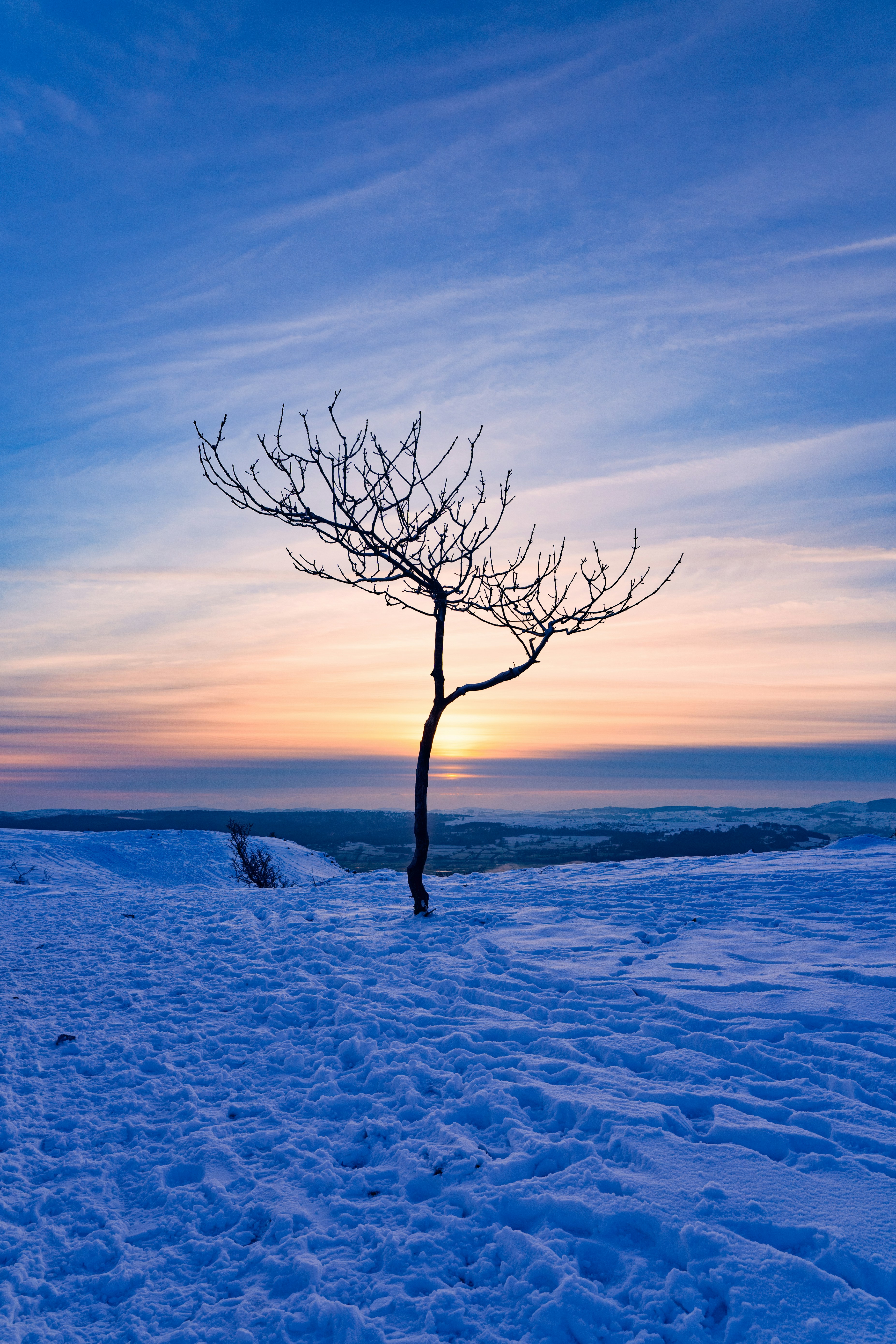 A lone tree in the middle of a snowy field