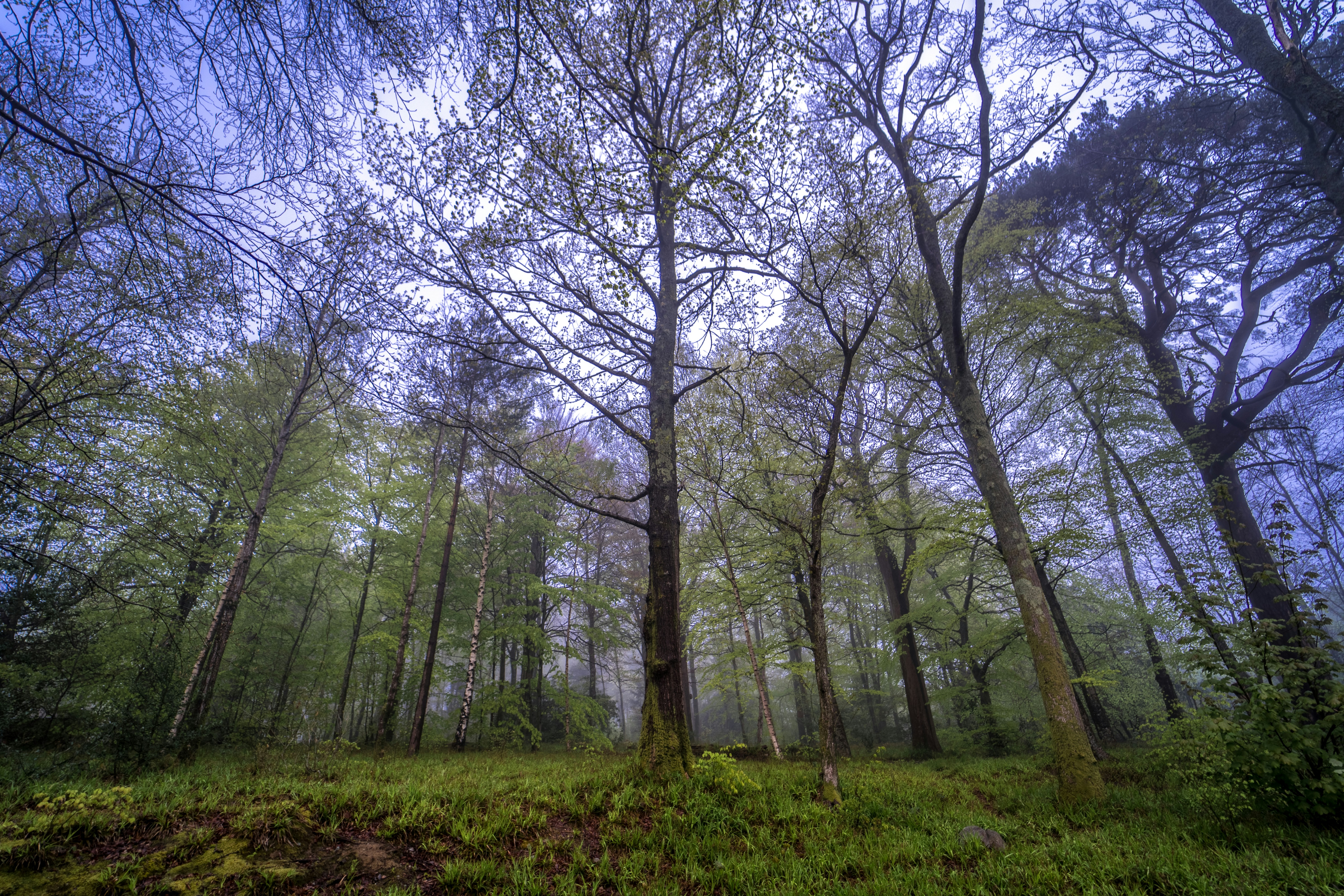 A forest filled with lots of tall trees