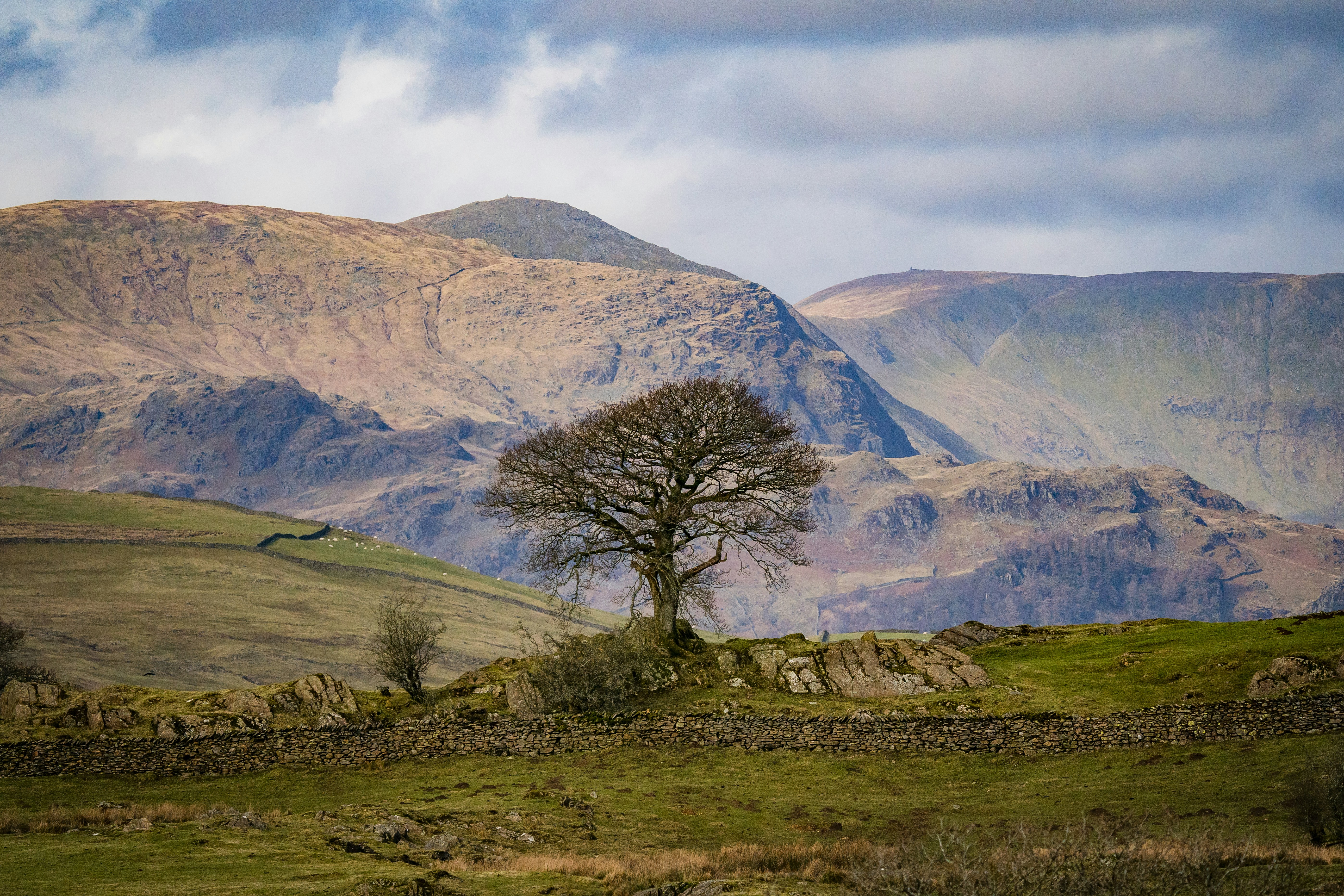 A lone tree in a field with mountains in the background