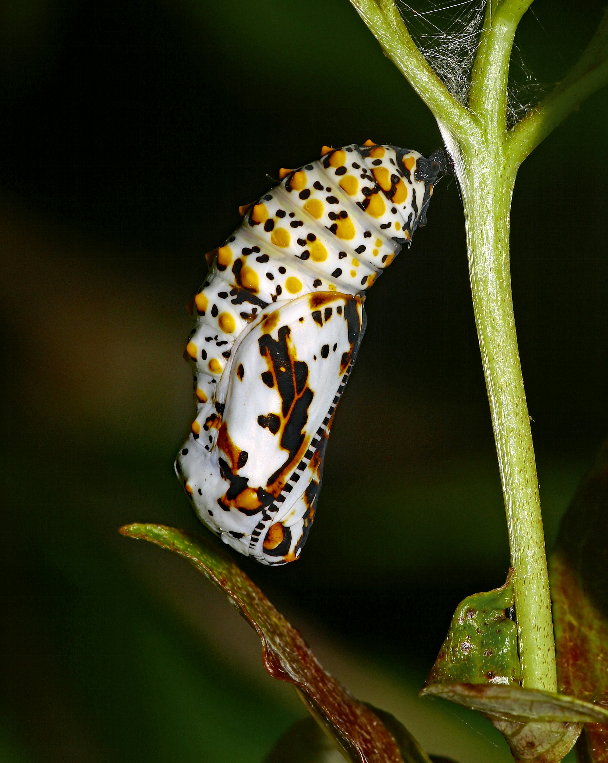 A close up of a butterfly on a plant