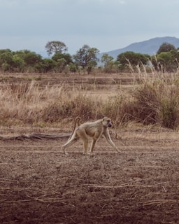 A monkey walking across a dry grass field