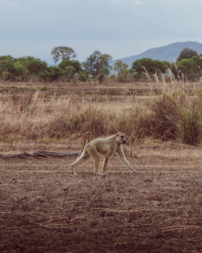 A monkey walking across a dry grass field