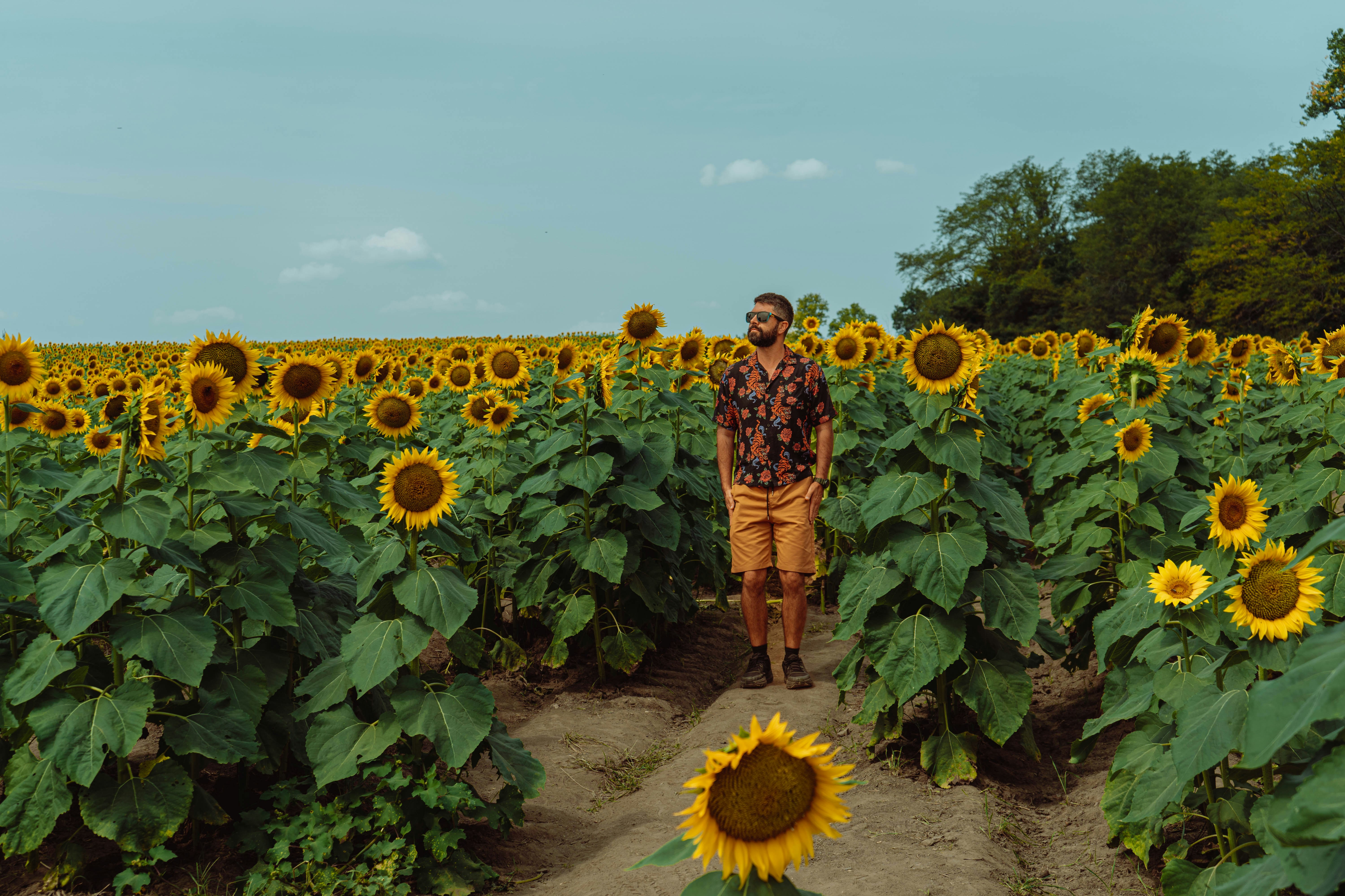 Un hombre de pie en un campo de girasoles