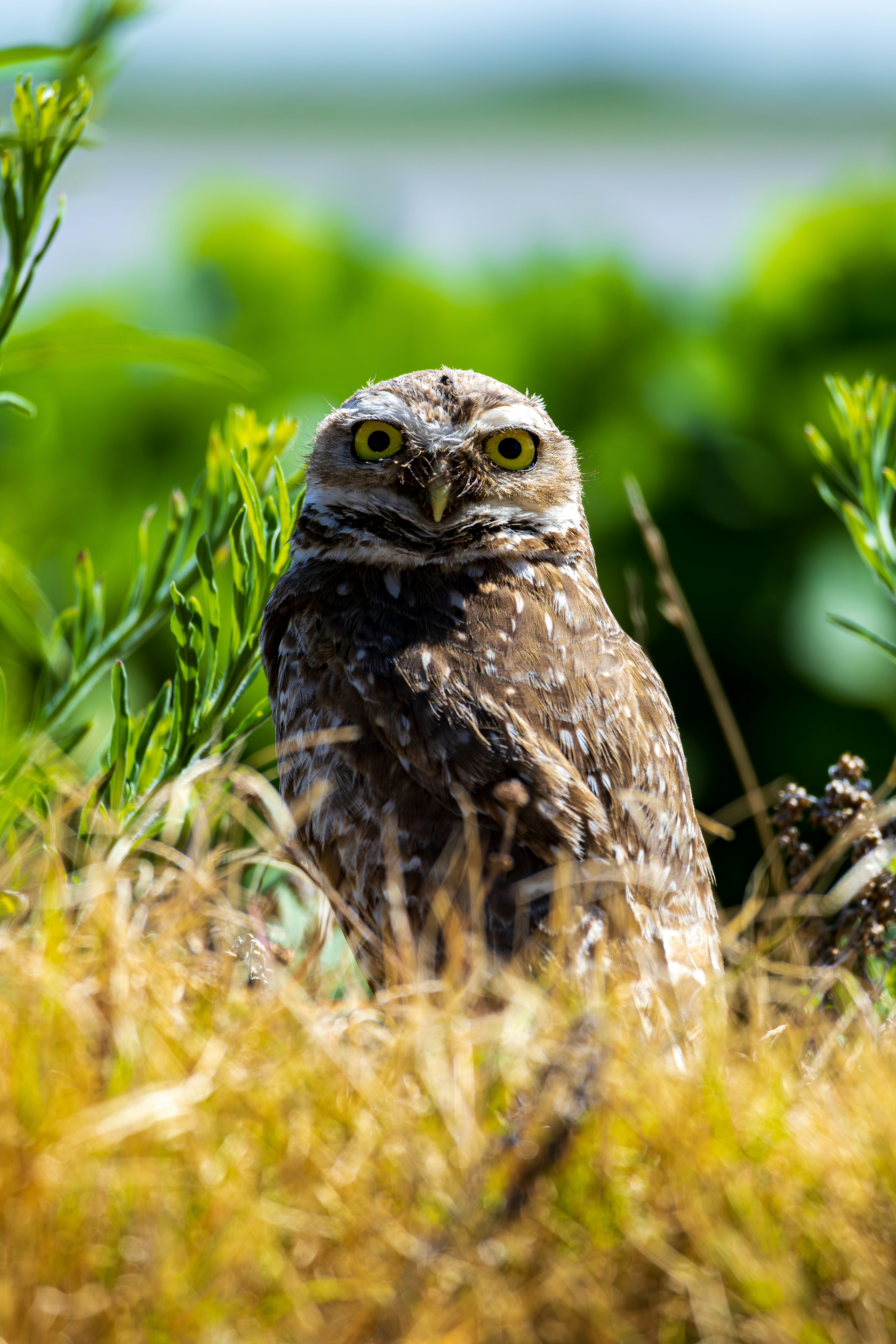 Photo by matheuskprot