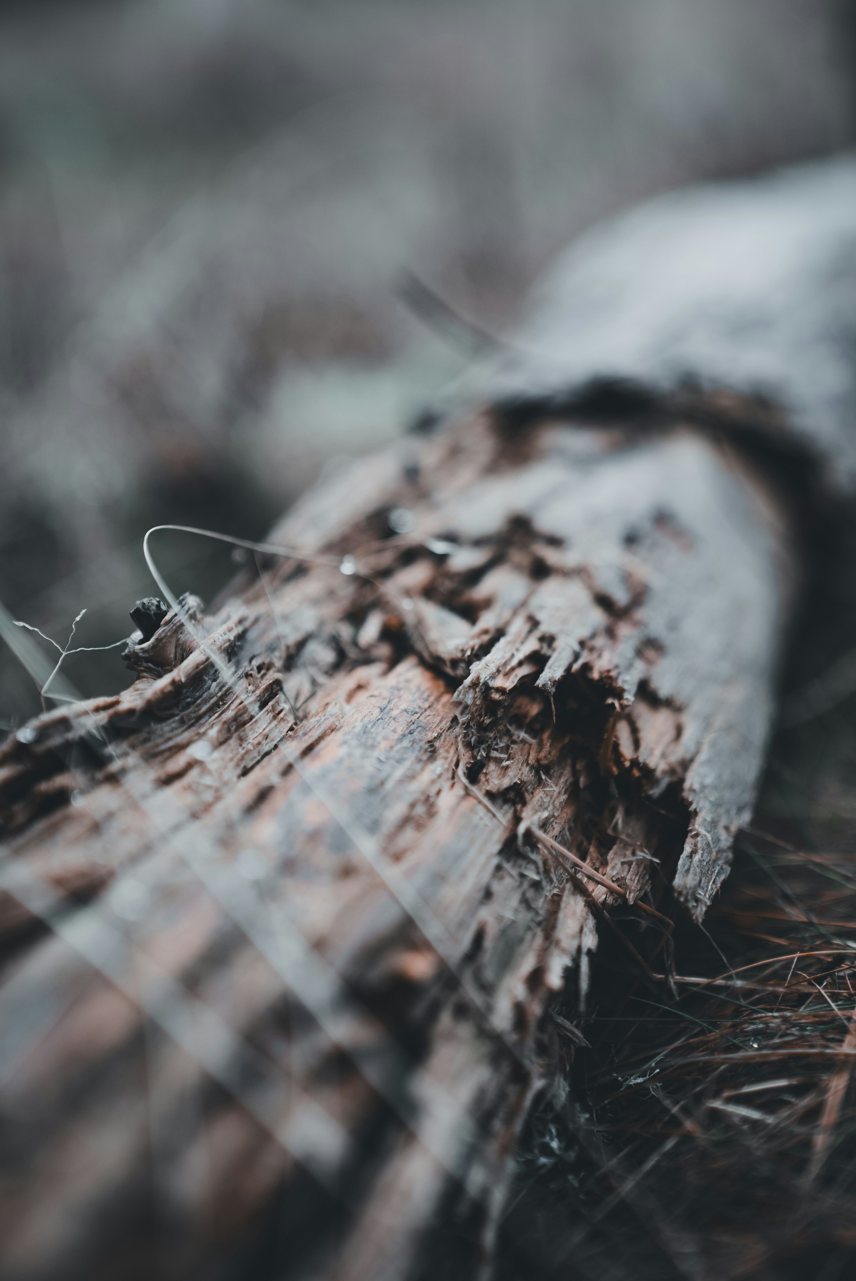 Photo by introspectivedsgn