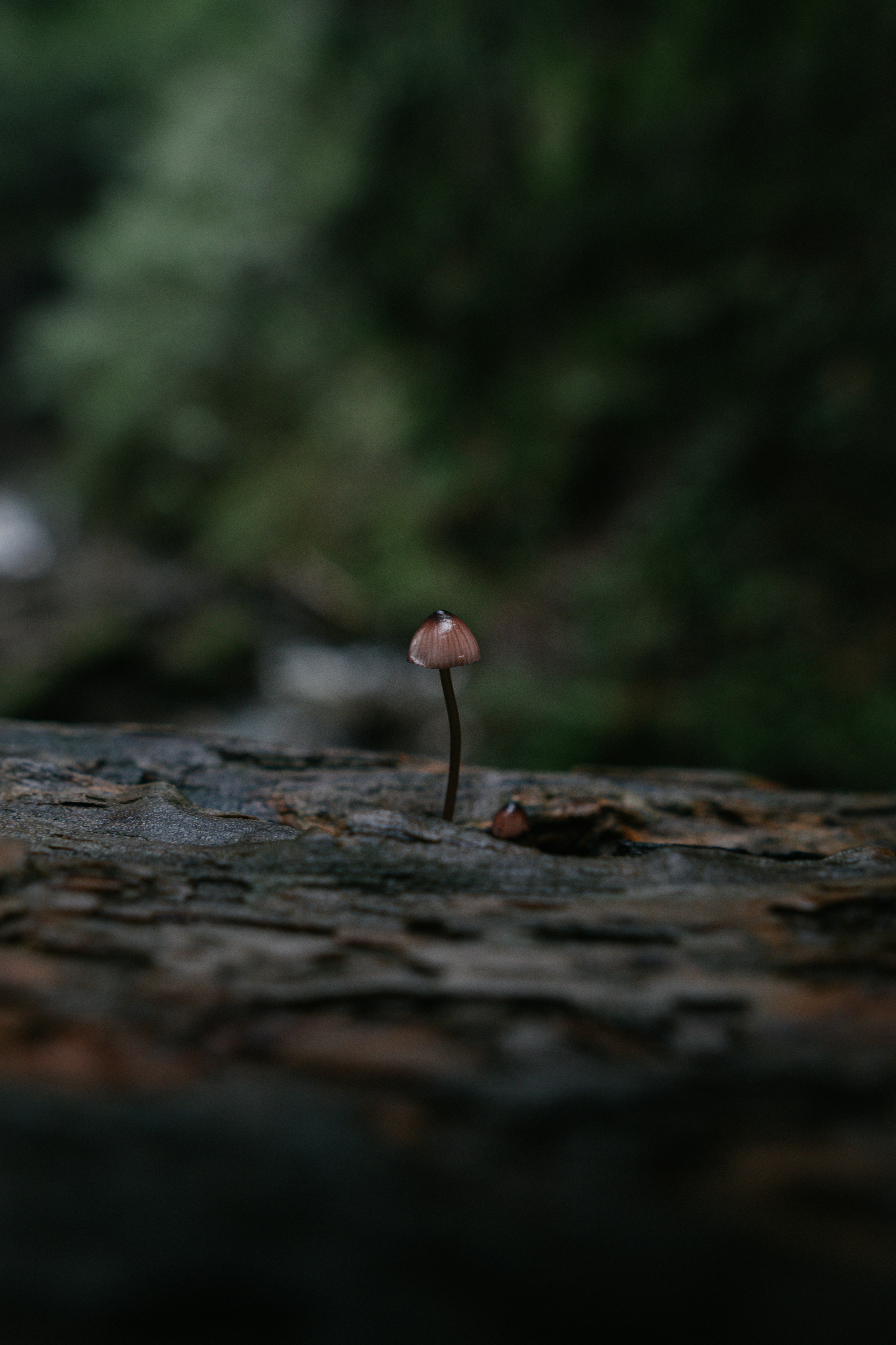 A small mushroom growing out of the ground