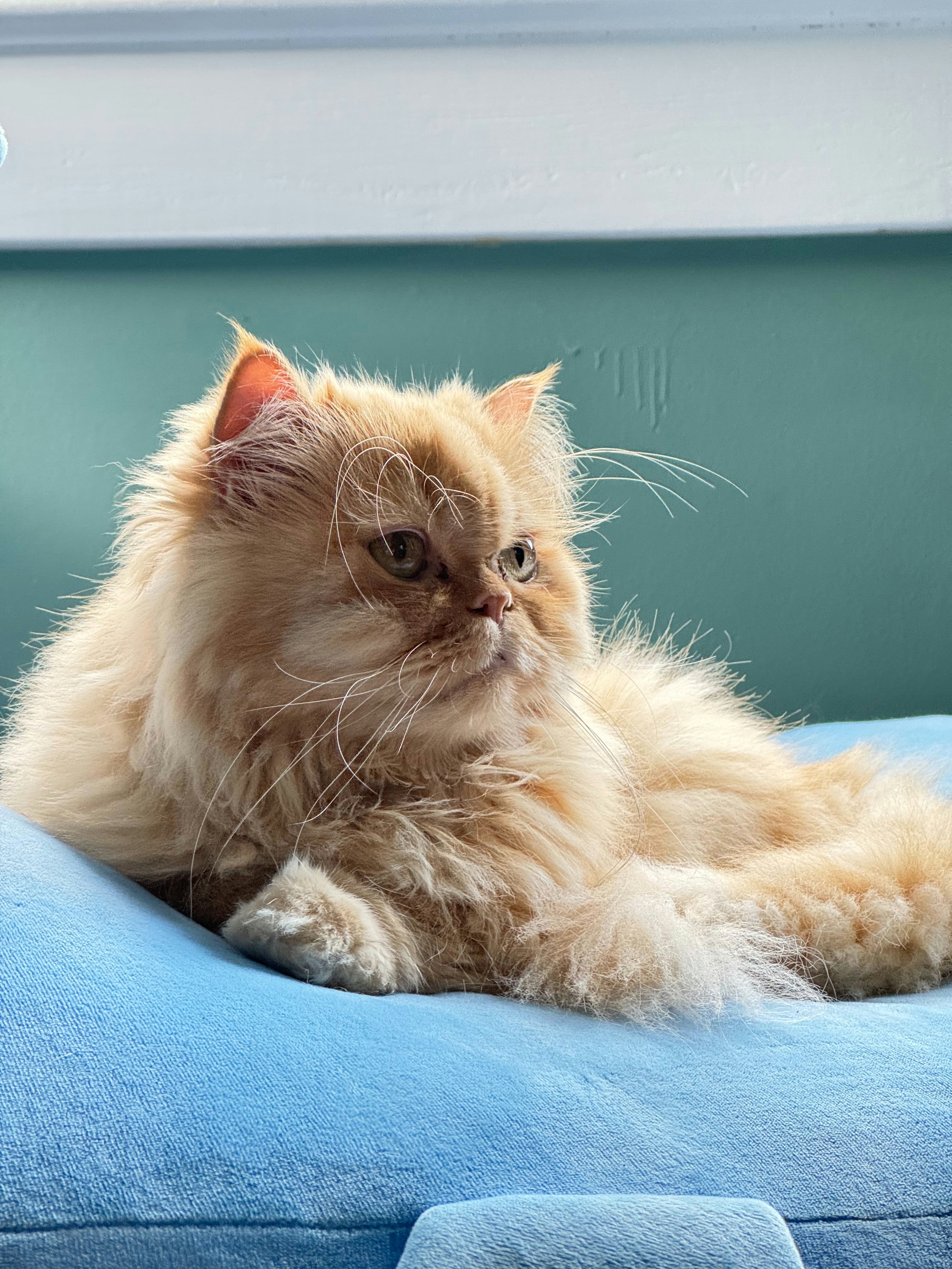 Photo by pearidoxical