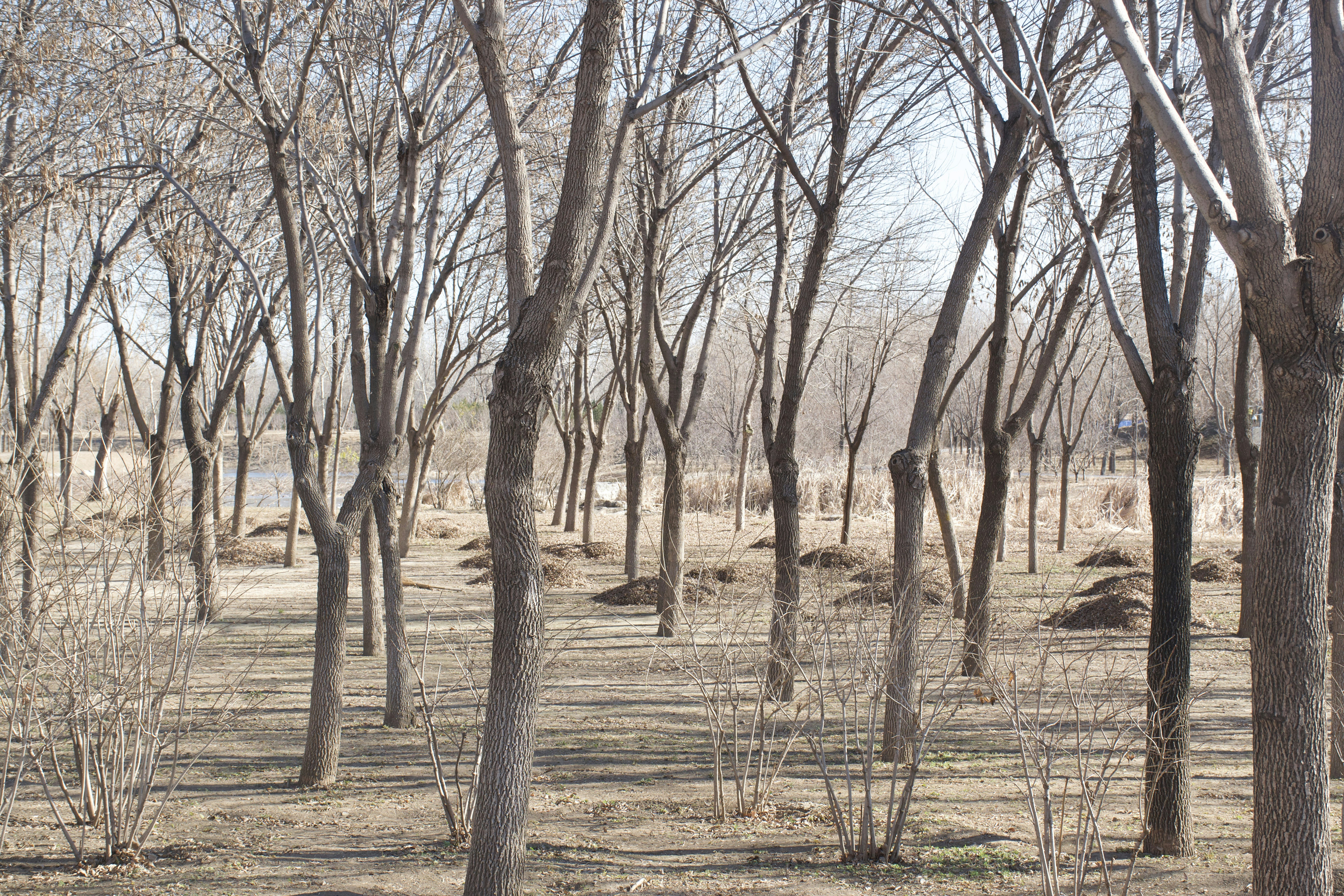 A group of trees that are standing in the grass