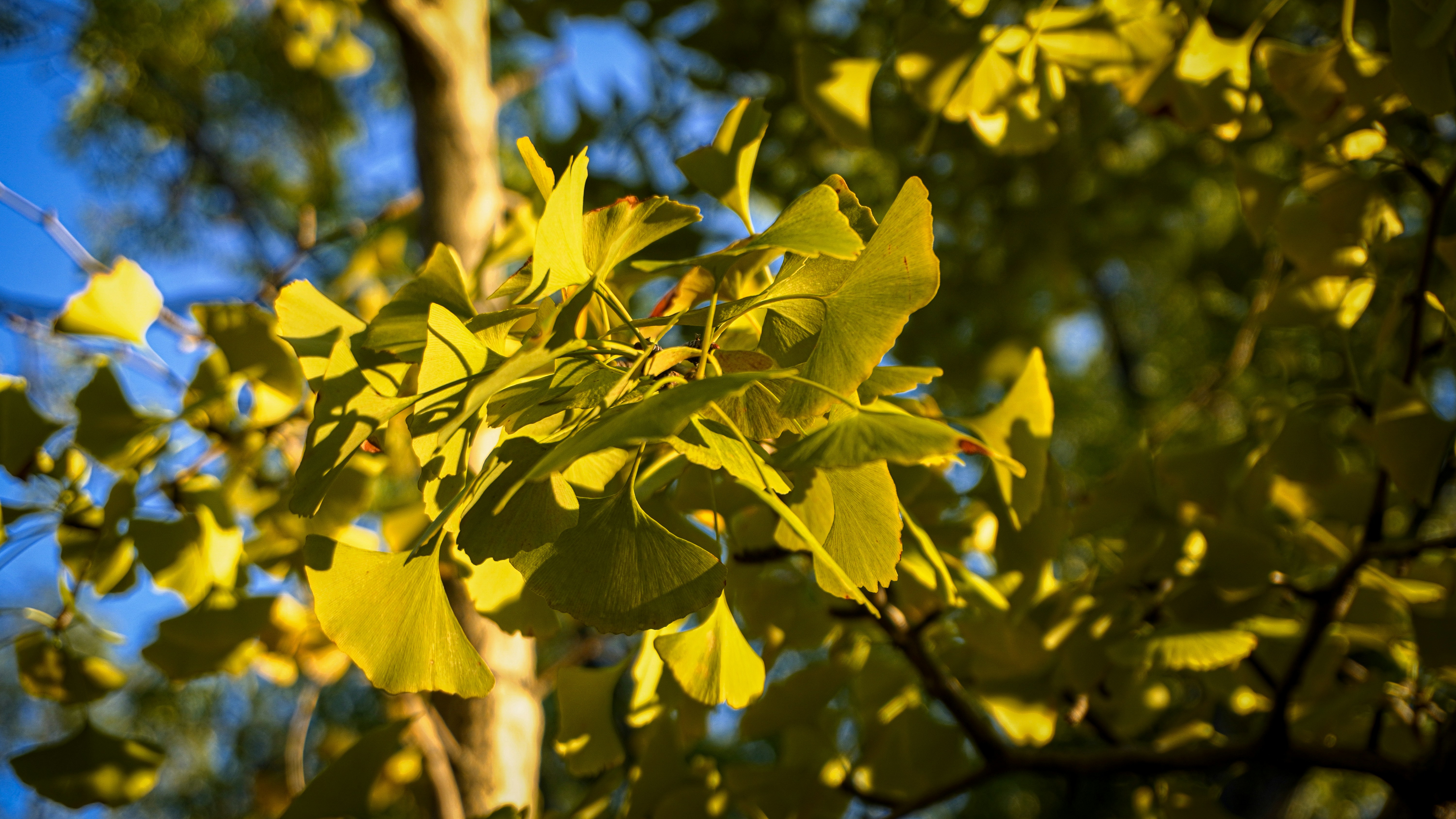 A tree with yellow leaves and a blue sky in the background