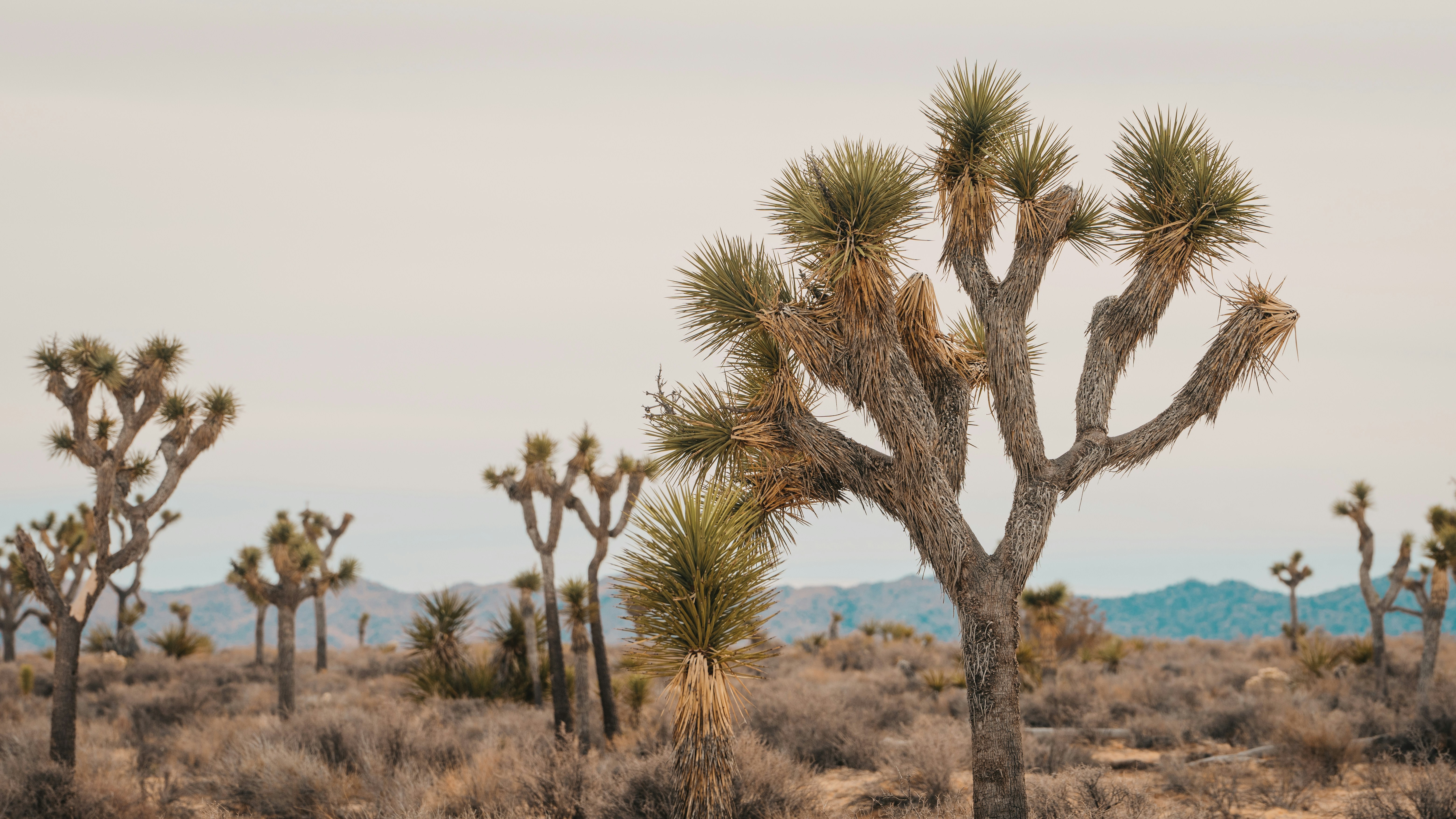 Φθηνα Celine Loewe Lengthy Shirt Reproduction Clothes Τσαντεσ Προσφορεσ Πορτοφόλι Απομιμηση Παπουτσια ﻿Φουτερ Greece Outlet
