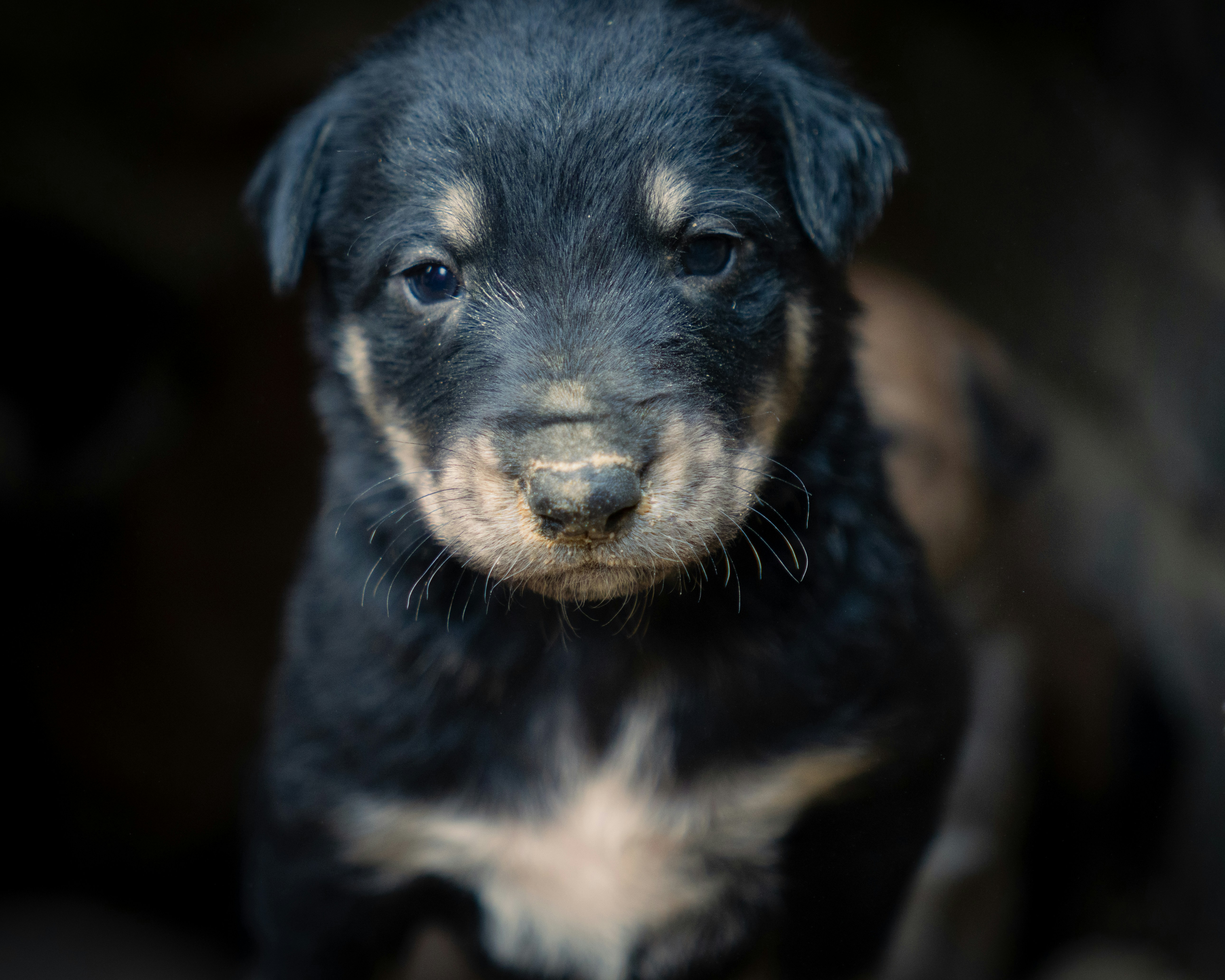 A black and white puppy standing in a room