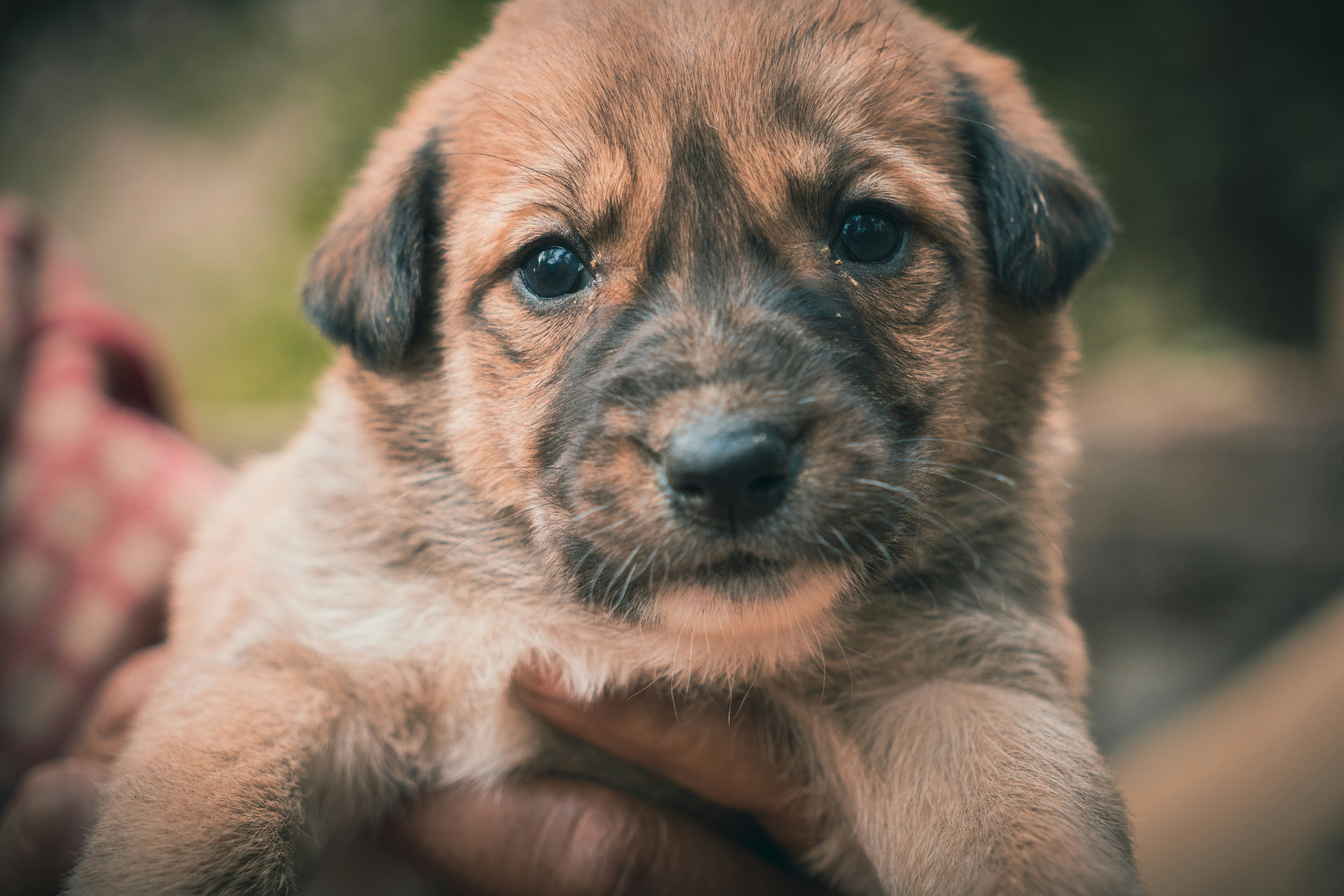 A person holding a puppy in their hands