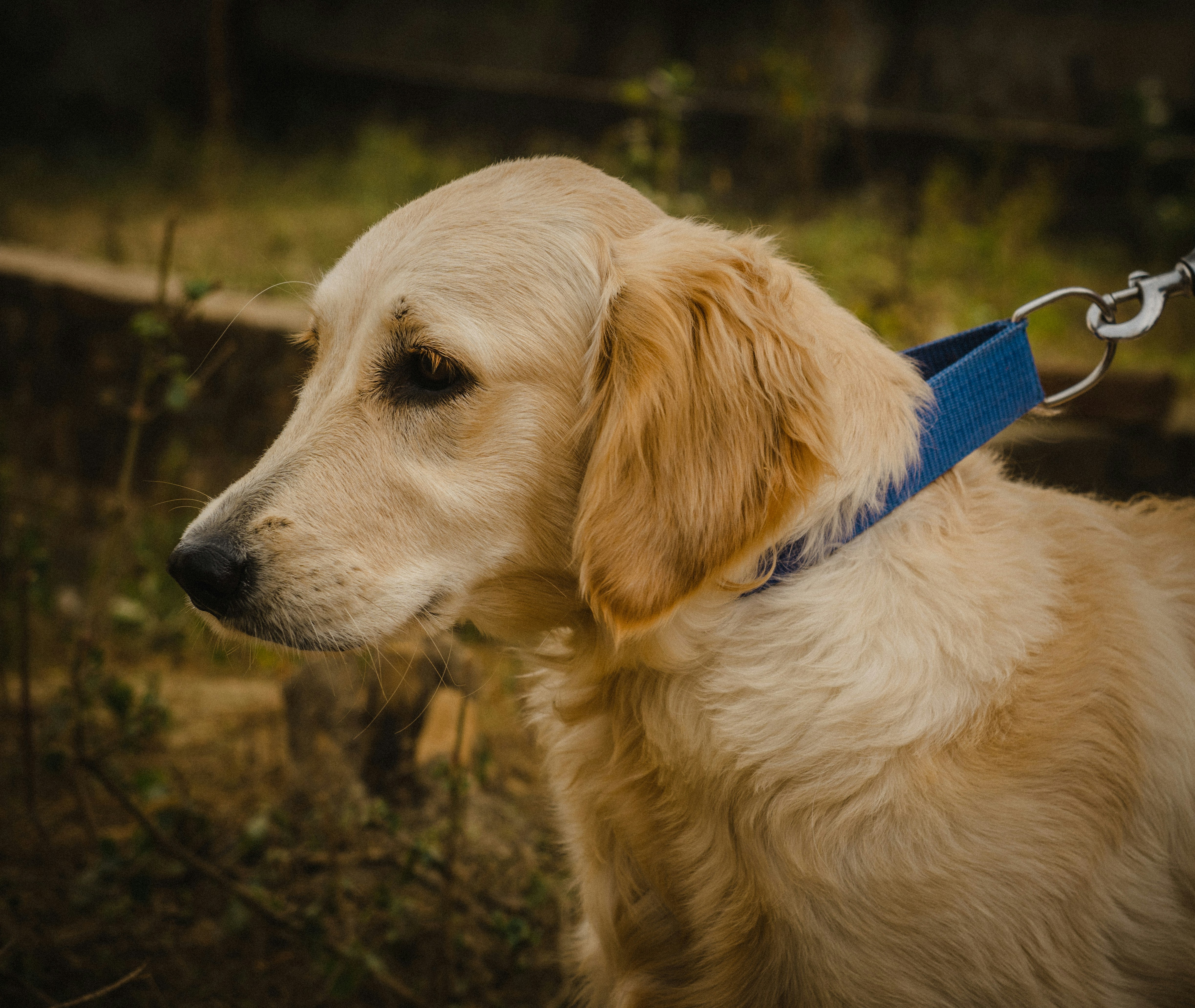 A close up of a dog on a leash