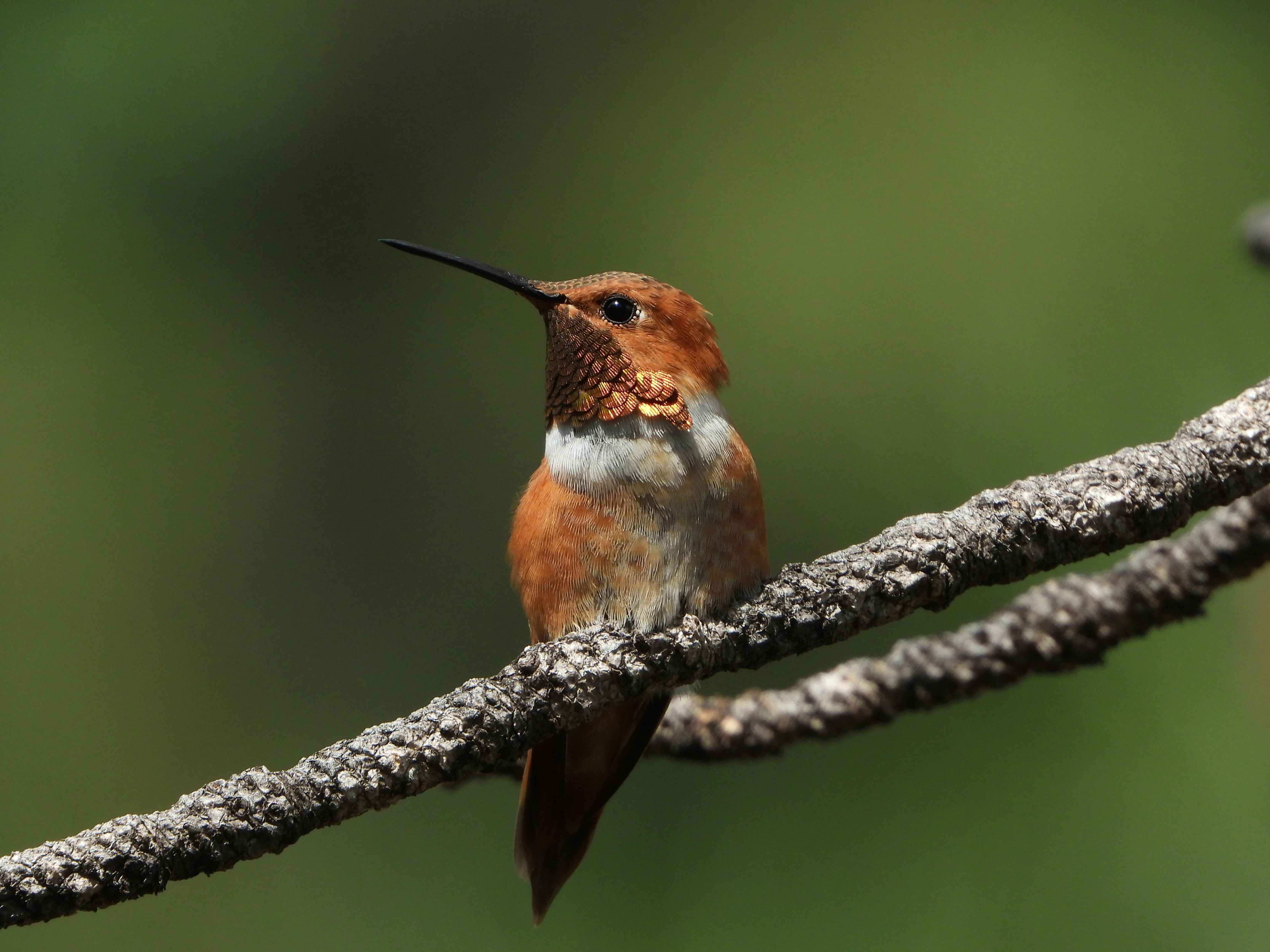 Photo by evergreene24