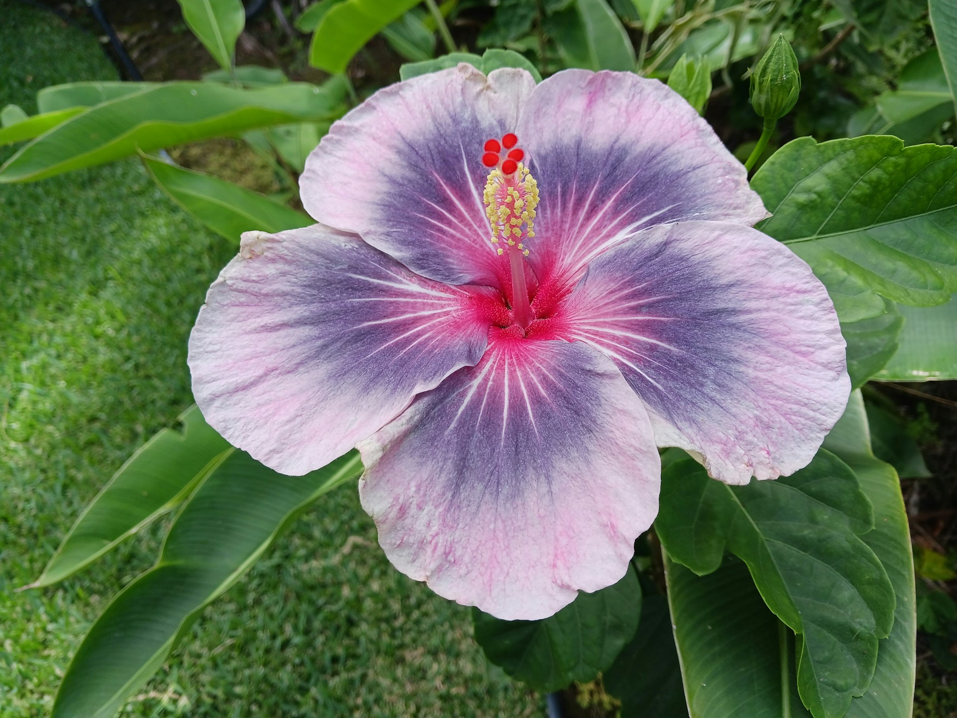 A large purple flower sitting on top of a lush green field