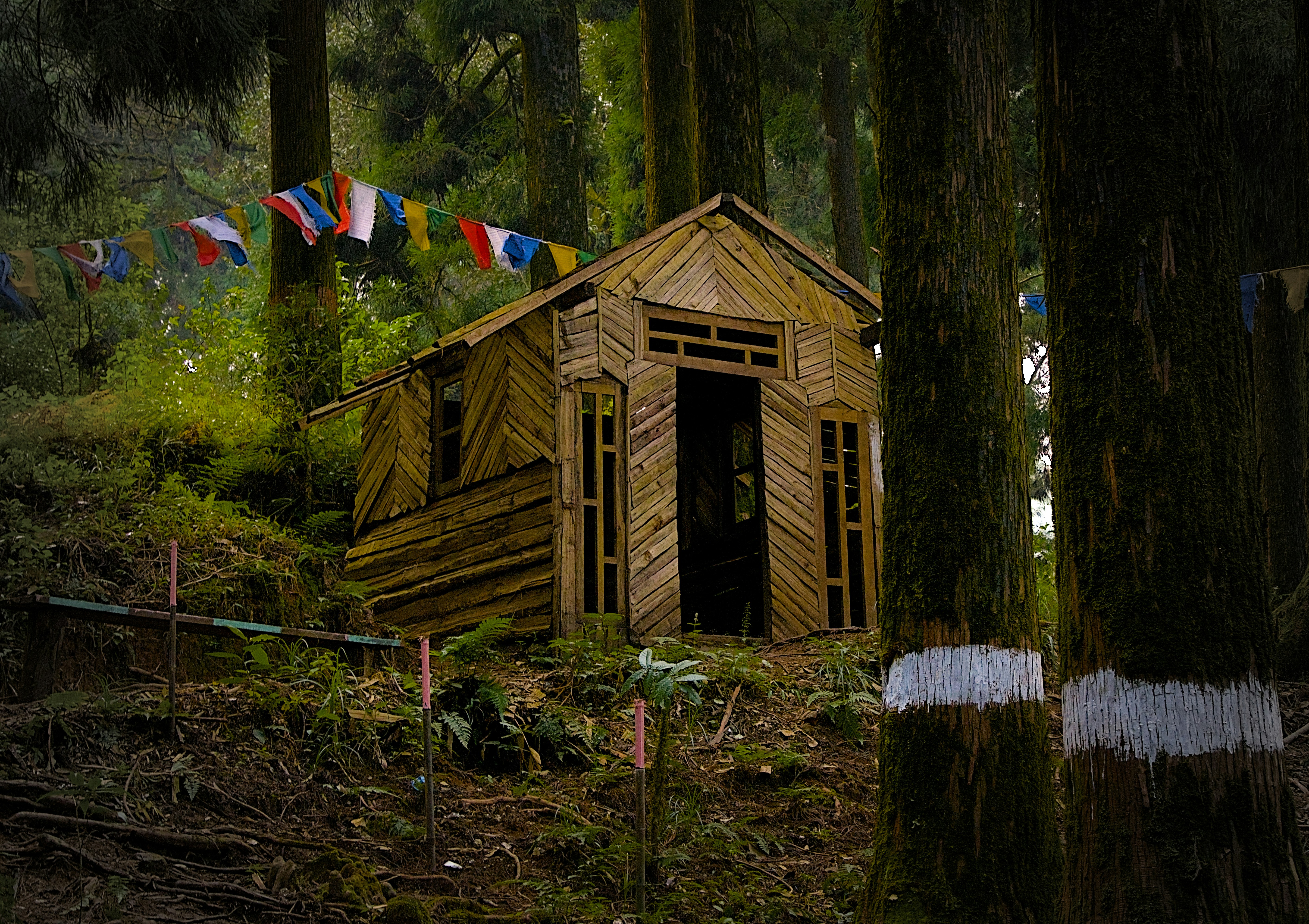 A small wooden cabin in the middle of a forest