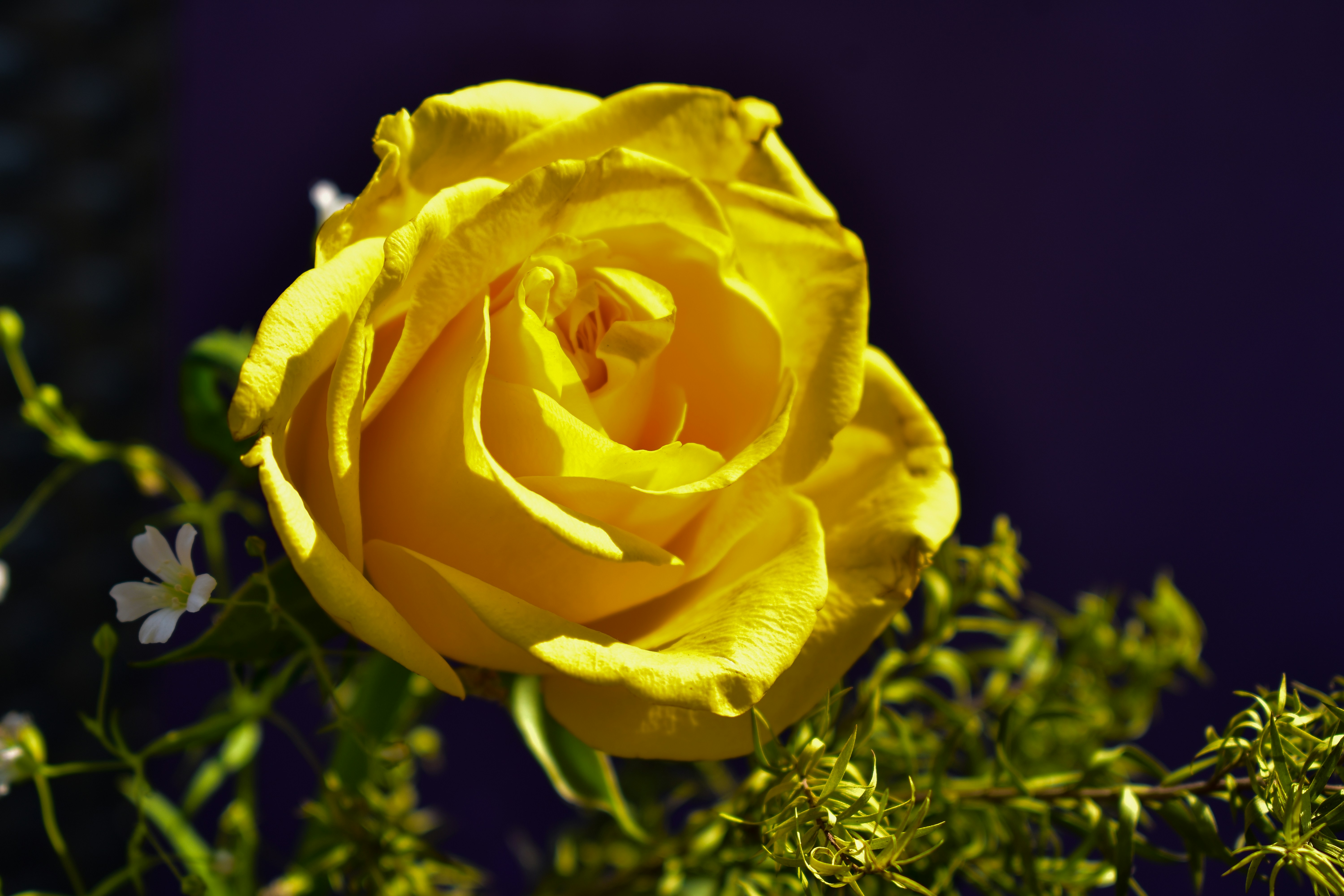 A yellow rose with white flowers in the foreground