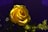 A yellow rose sitting in a vase on a table