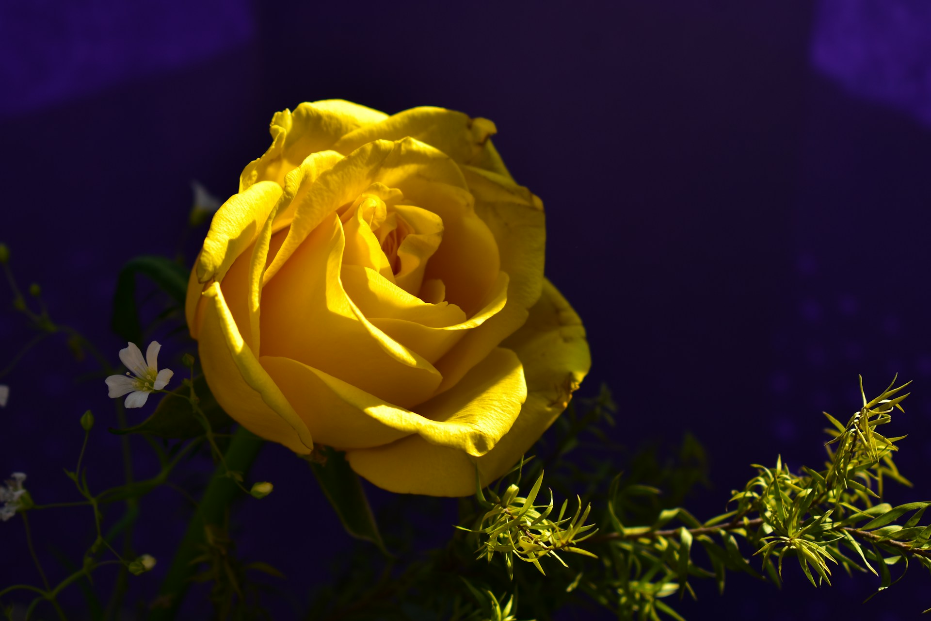 A yellow rose sitting in a vase on a table