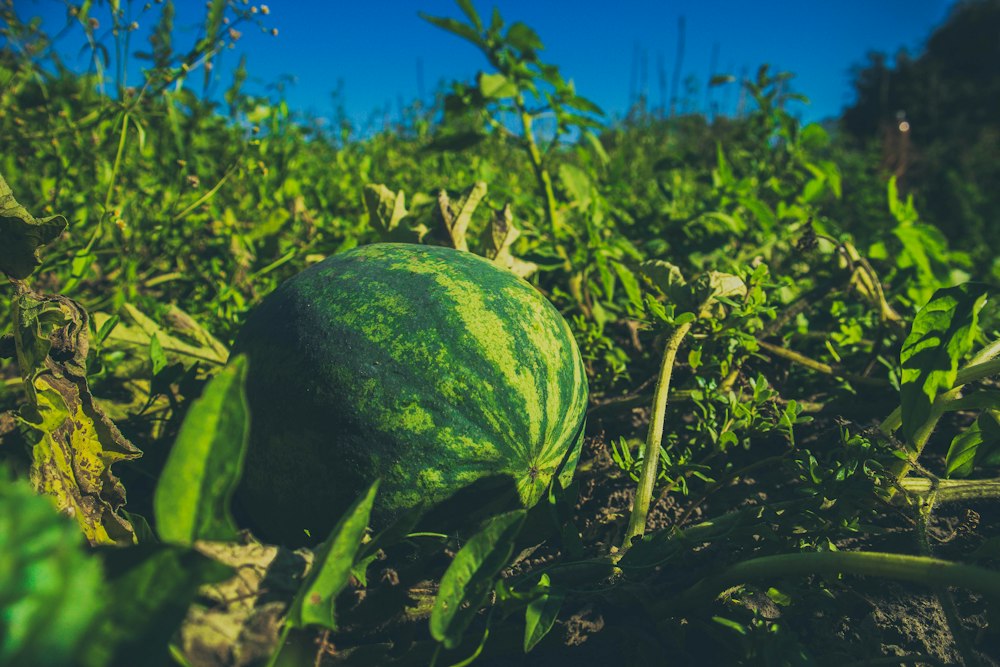Watermelon