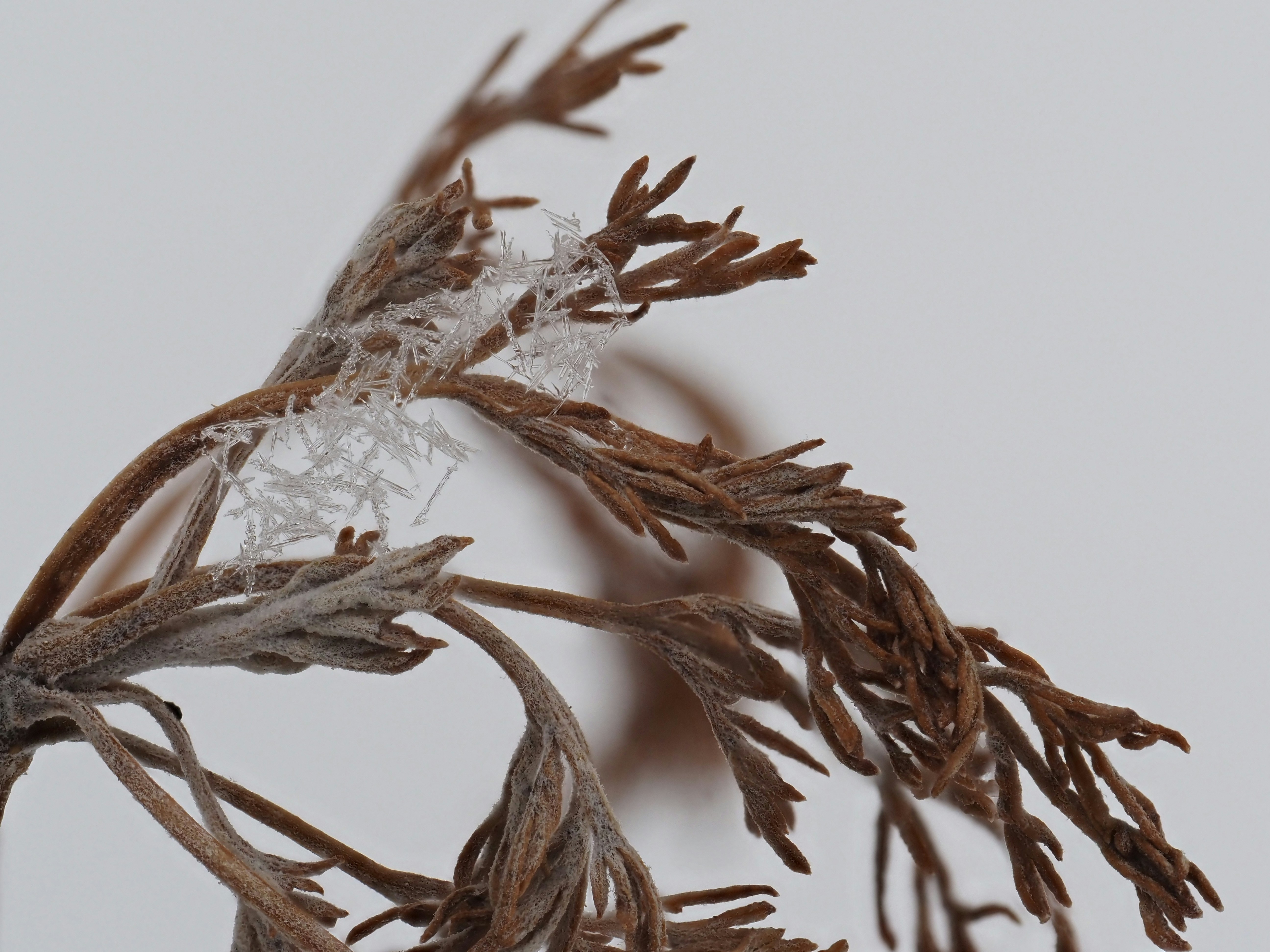 snow on dry plant