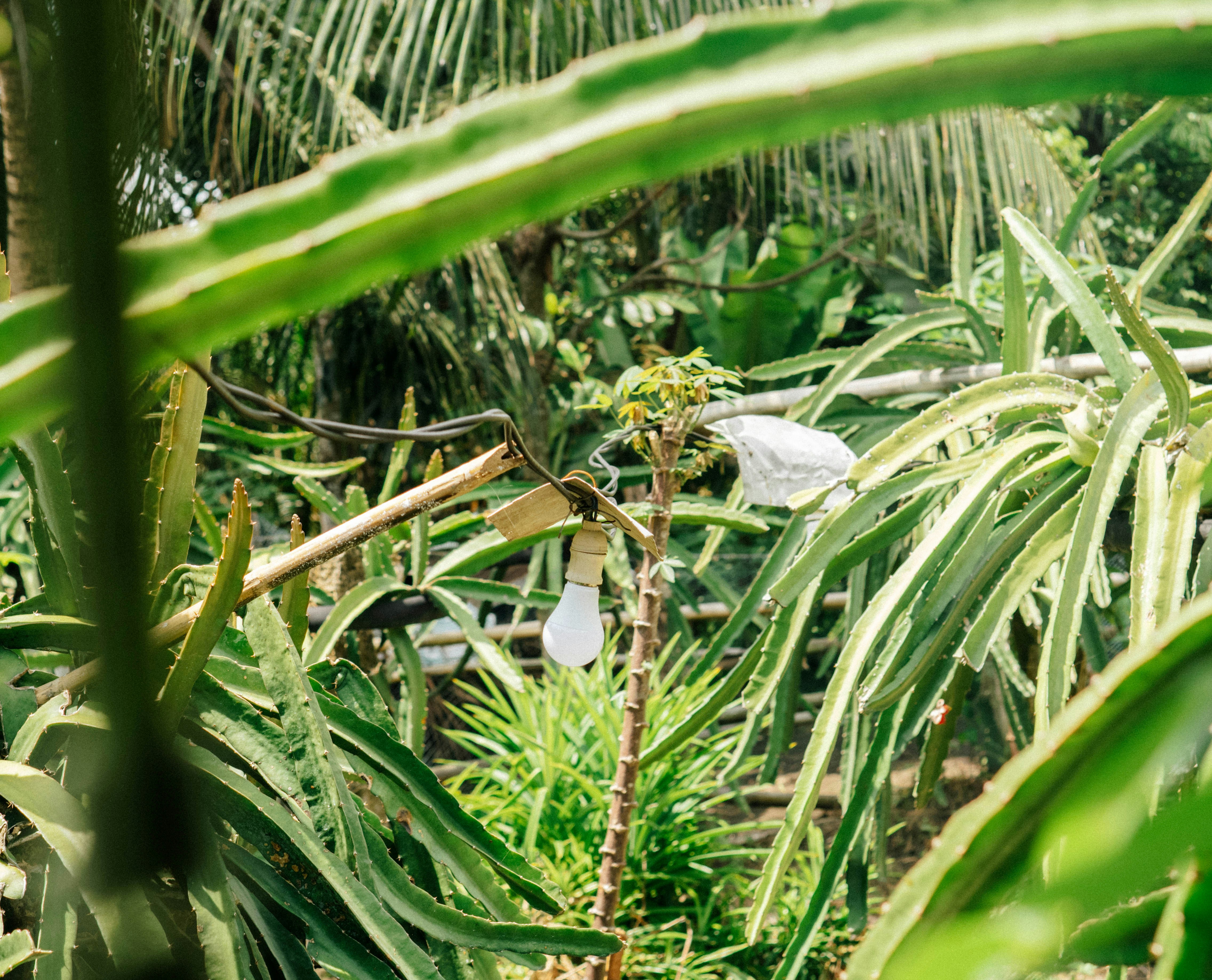A bird sitting on top of a lush green forest