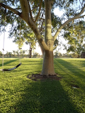 A hammock hanging from a tree in a park