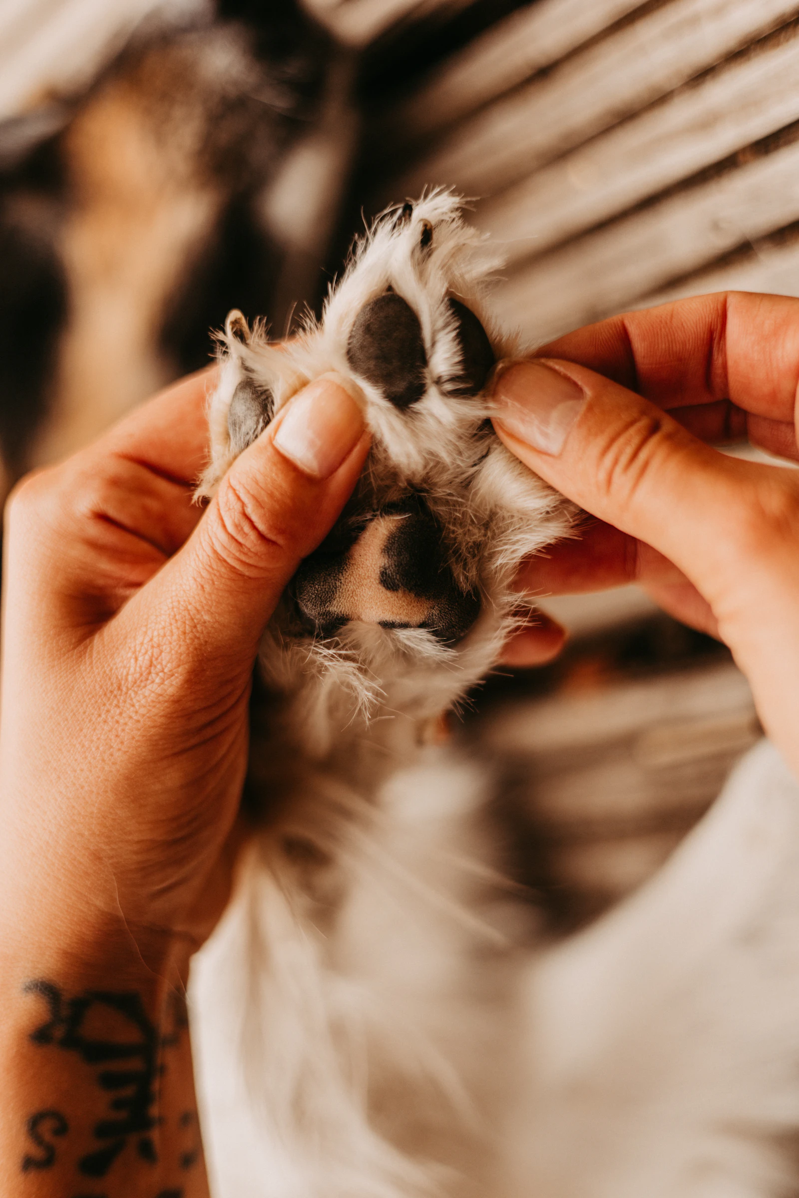 Biodegradable Pet Wipes vs Standard Wipes: The Difference
