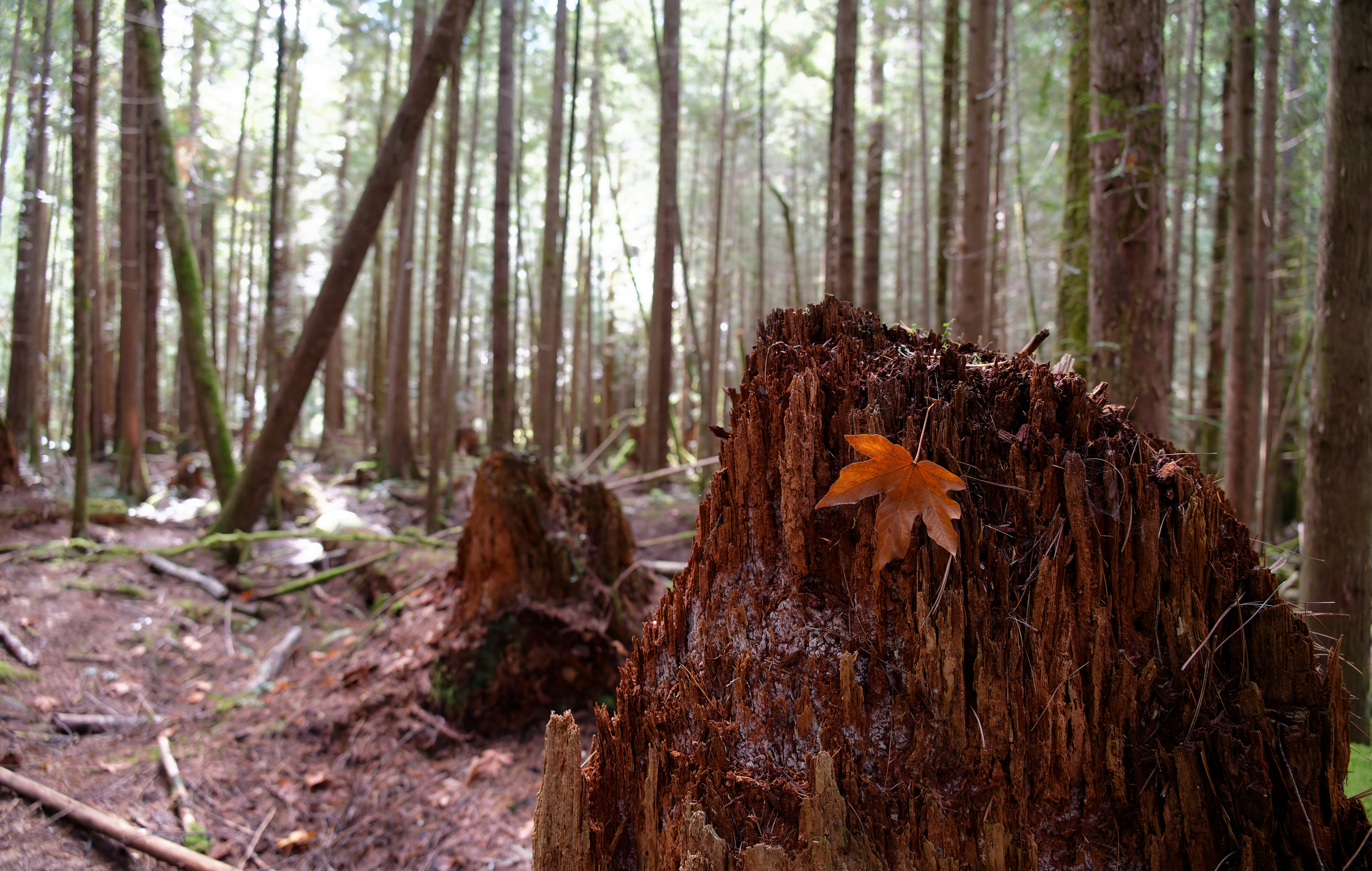 Un ceppo d'albero nel mezzo di una foresta