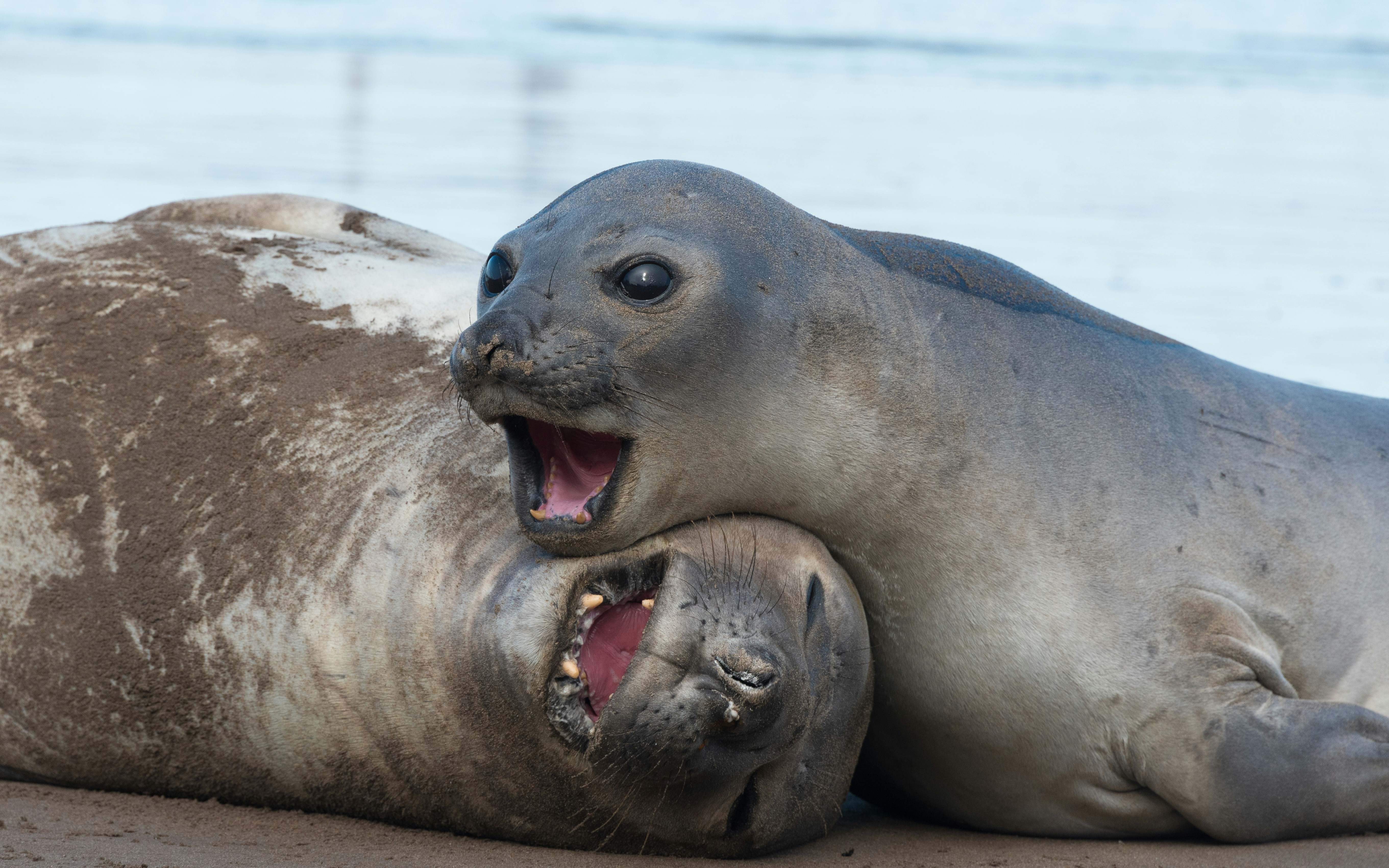 phoques sur la côte,