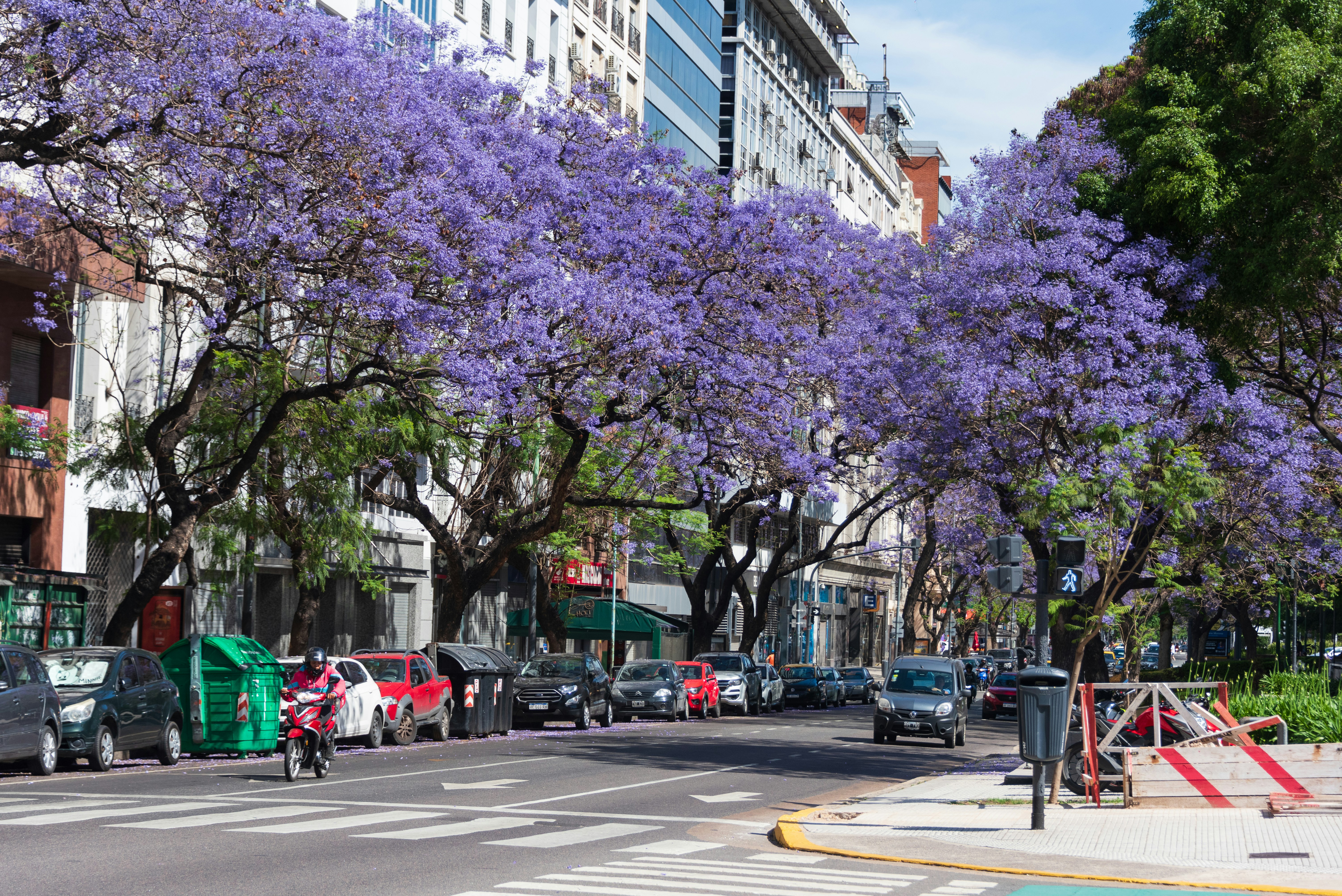 Buenos Aires, Argentina - jacaranda trees in bloom
