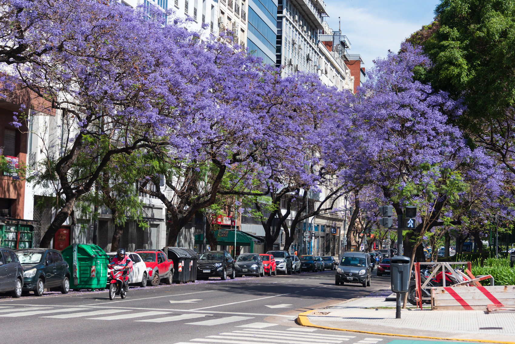 A Buenos Aires avenue lined with jacaranda trees in vivid purple spring bloom