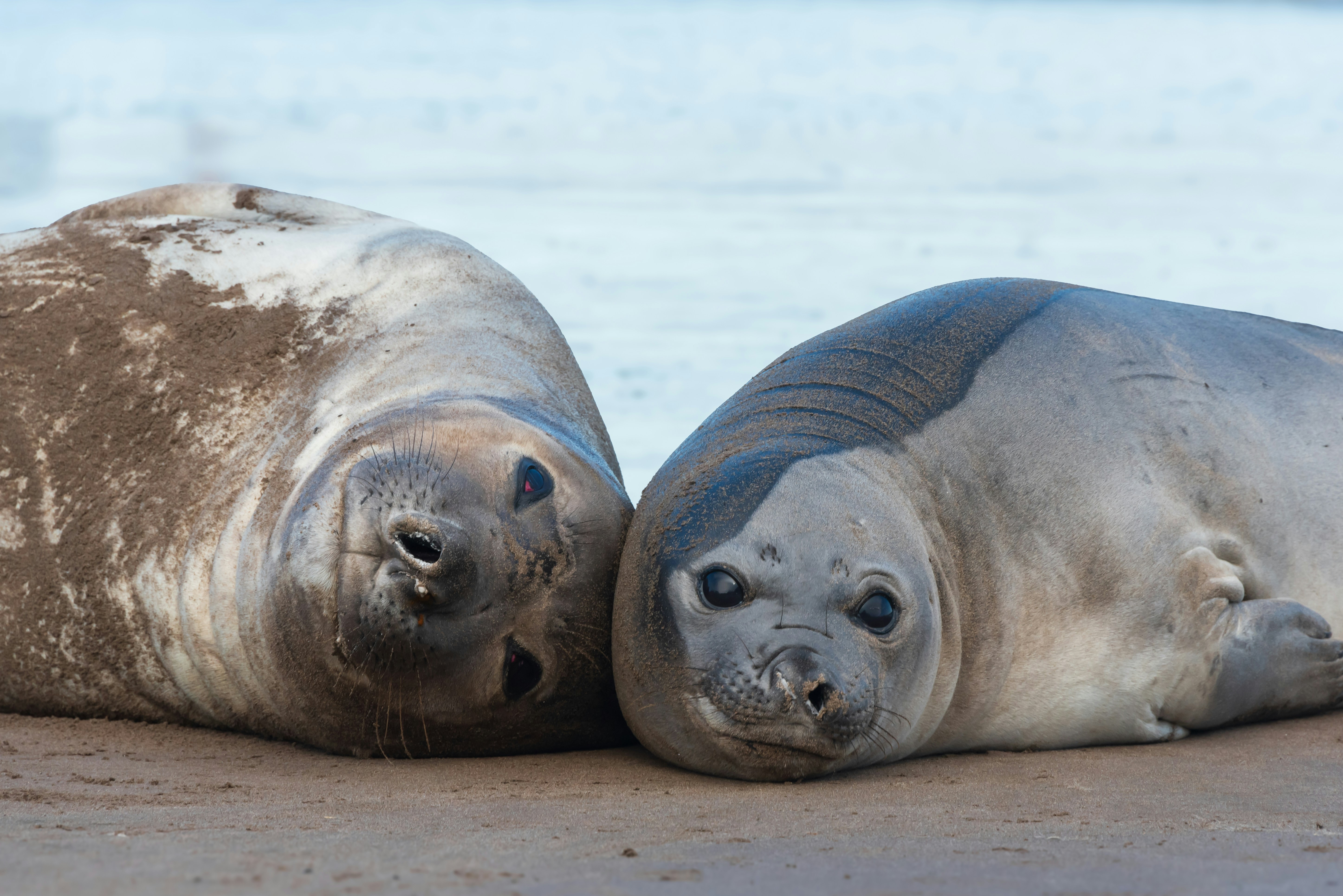 Photo by translytranslations