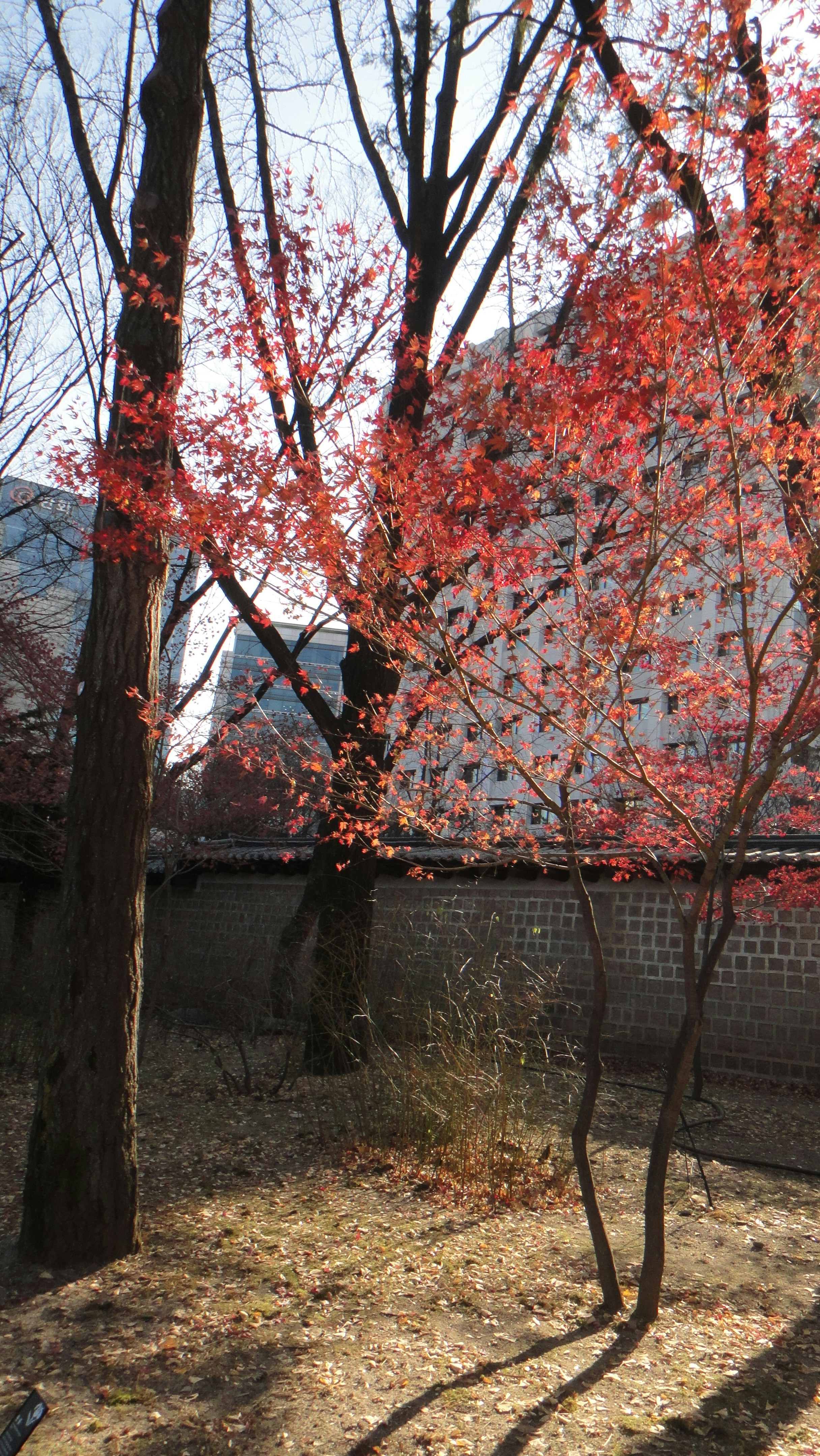 Photo by merimmunity