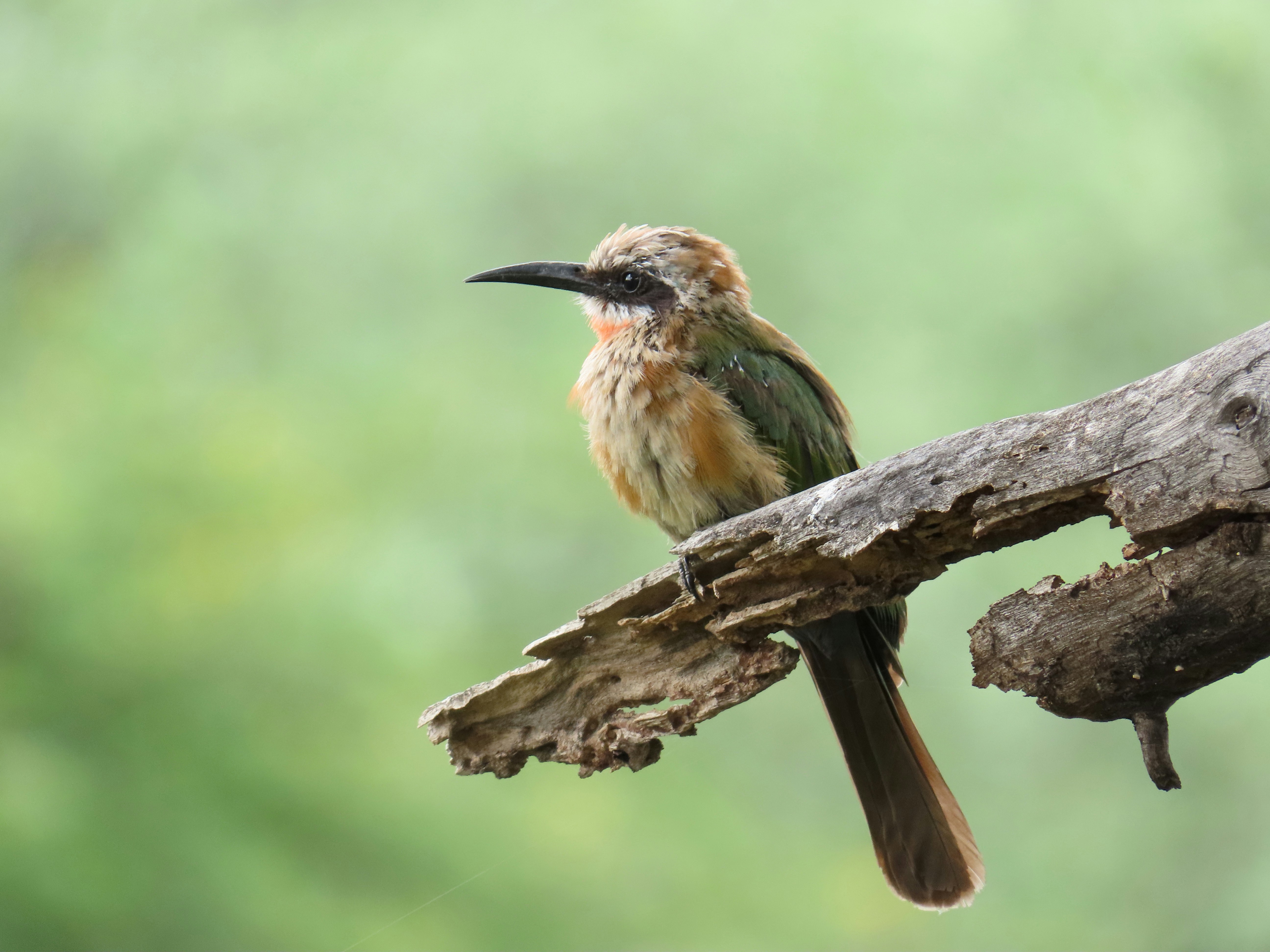 A small bird perched on a tree branch