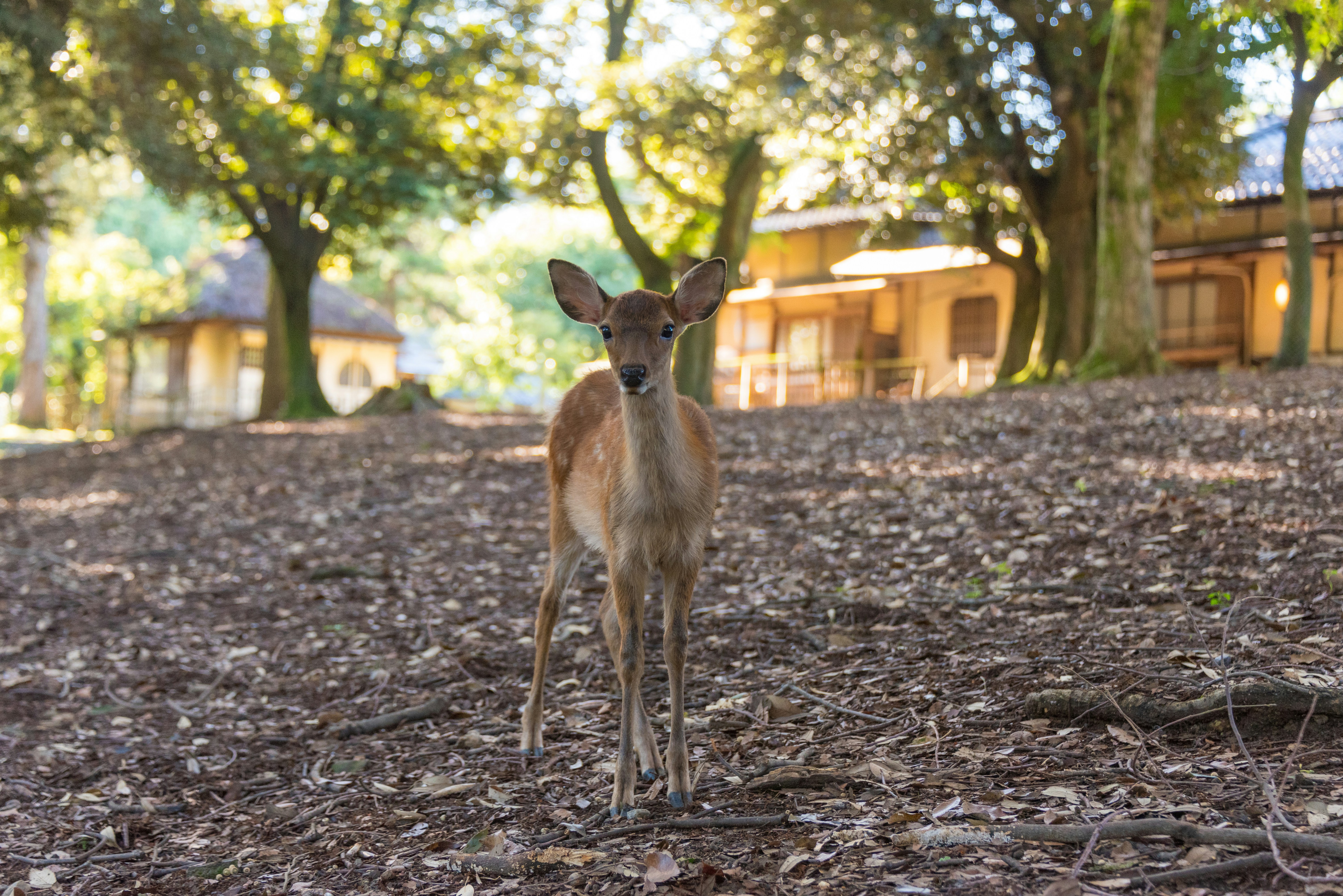 A deer standing in the middle of a forest