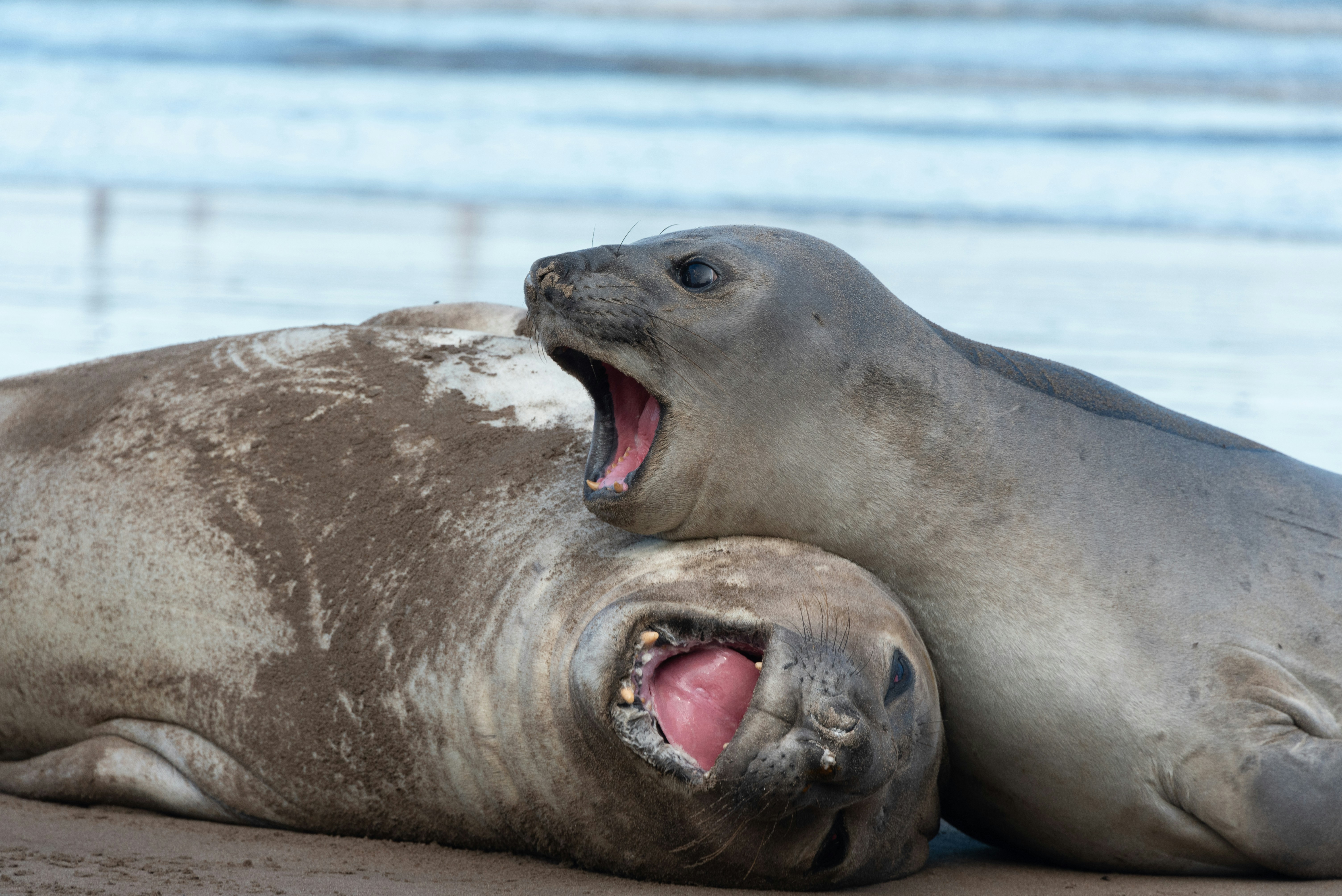 Photo by translytranslations