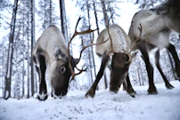 A couple of reindeers that are standing in the snow