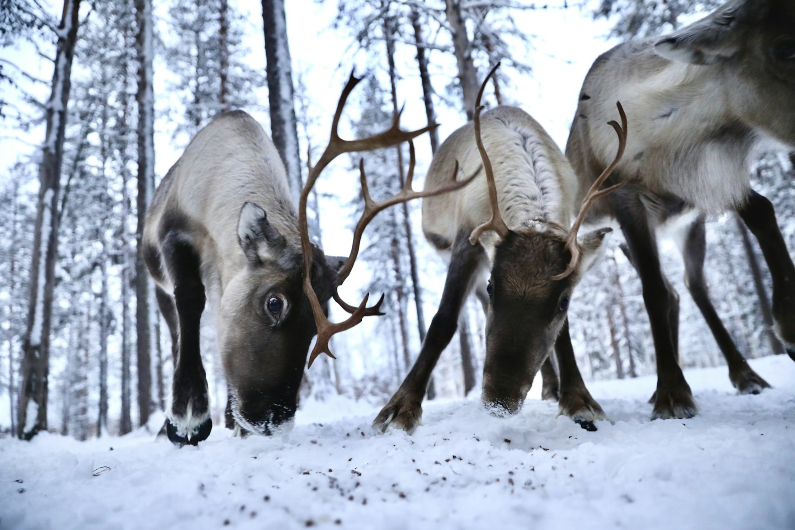 Two large-antlered reindeer grazing in the snow in a white forest