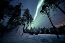 A green aurora bore in the sky above a forest