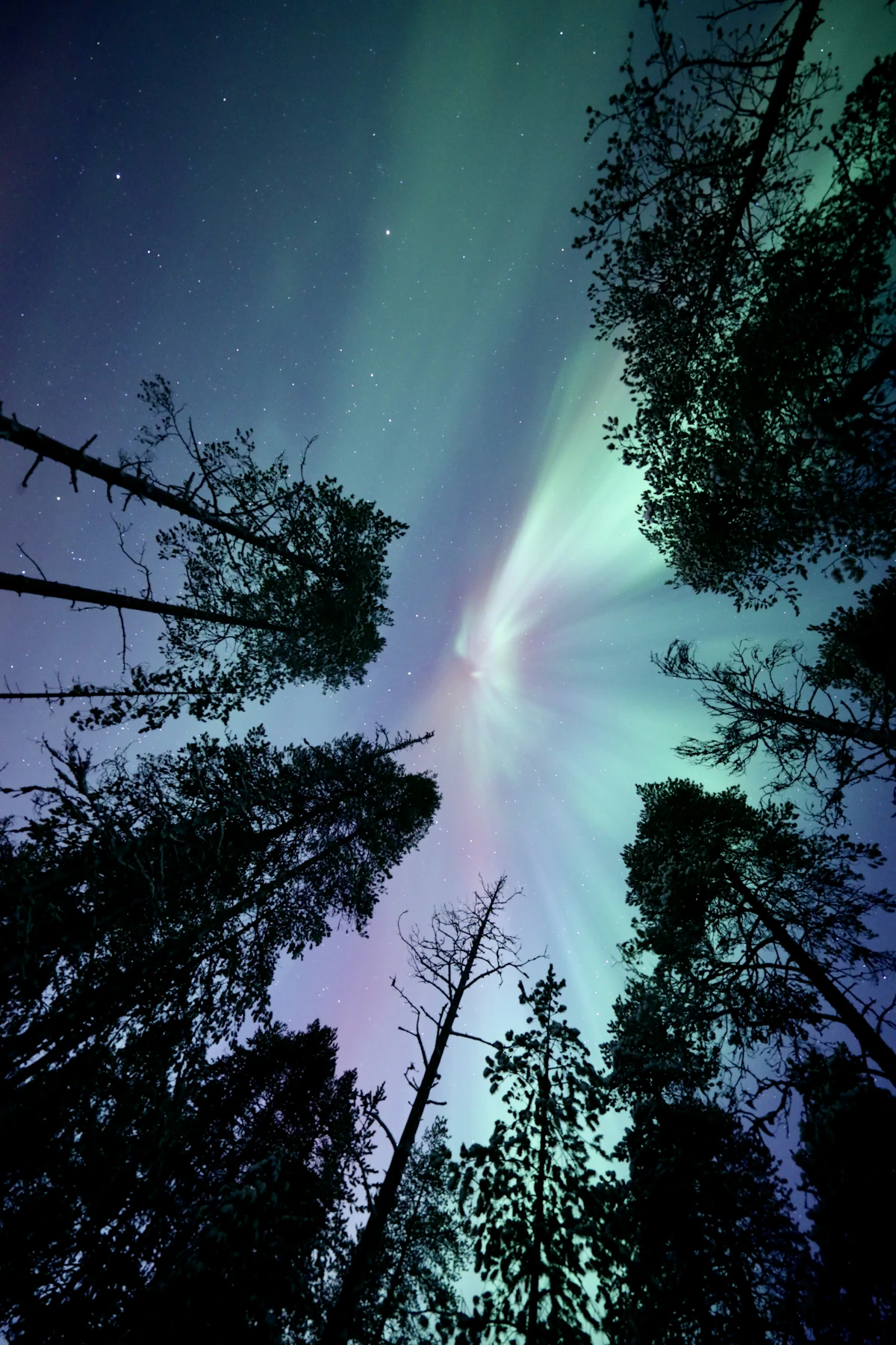 Green northern lights seen through snowy trees in Finnish Lapland