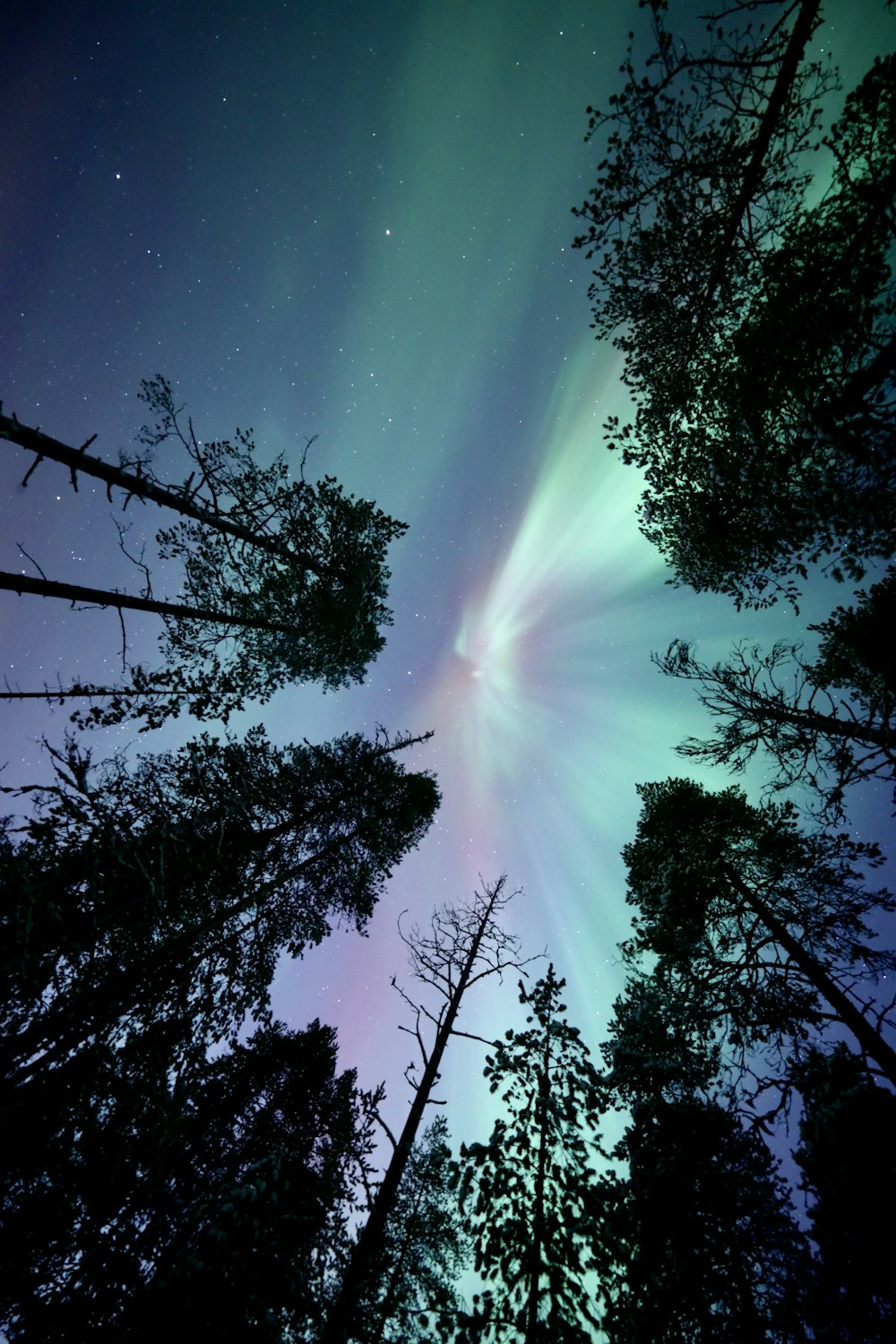 Aurora · Rovaniemi