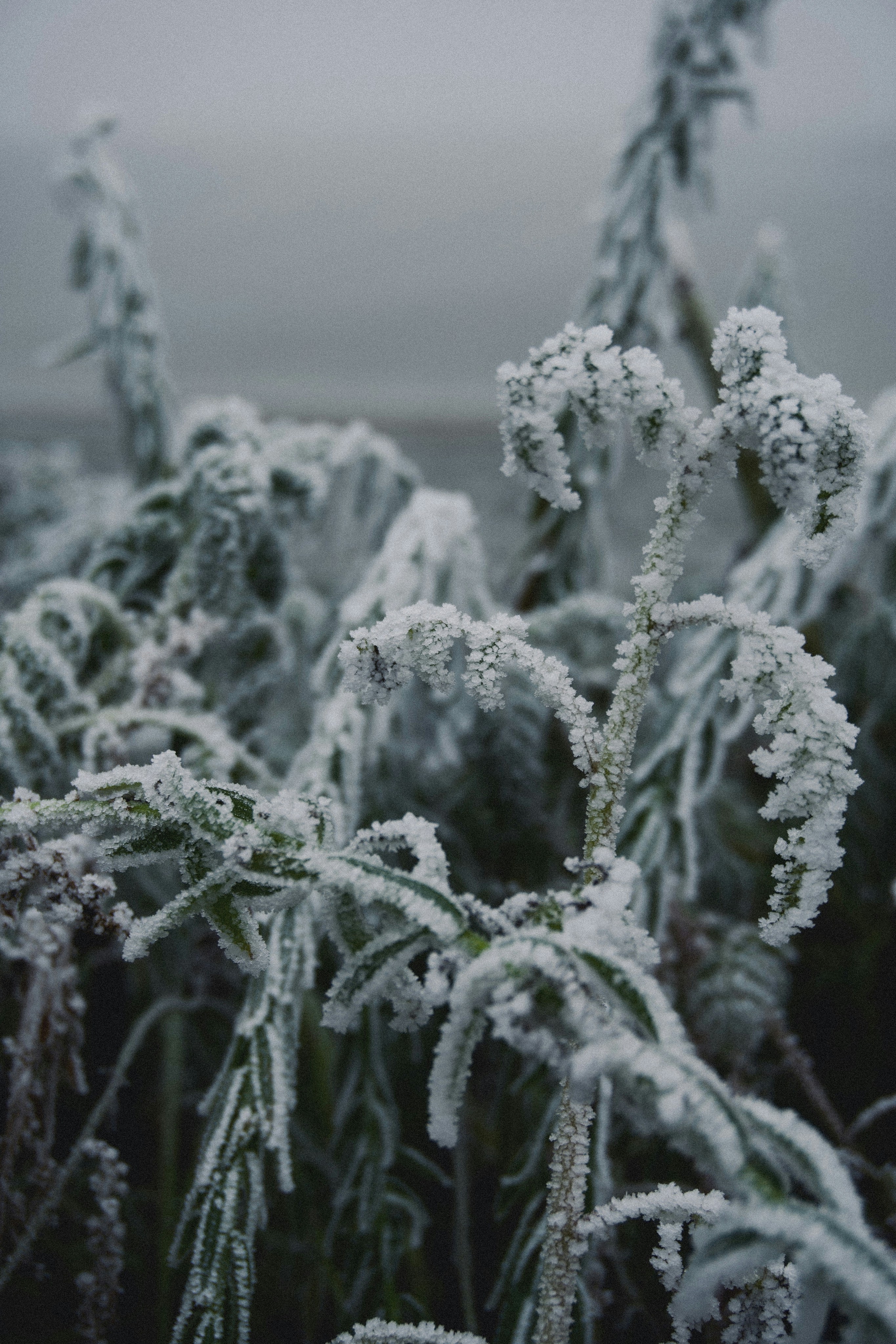 Photo by franziskawe01
