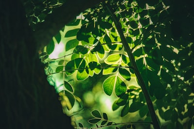 Moringa leaves
