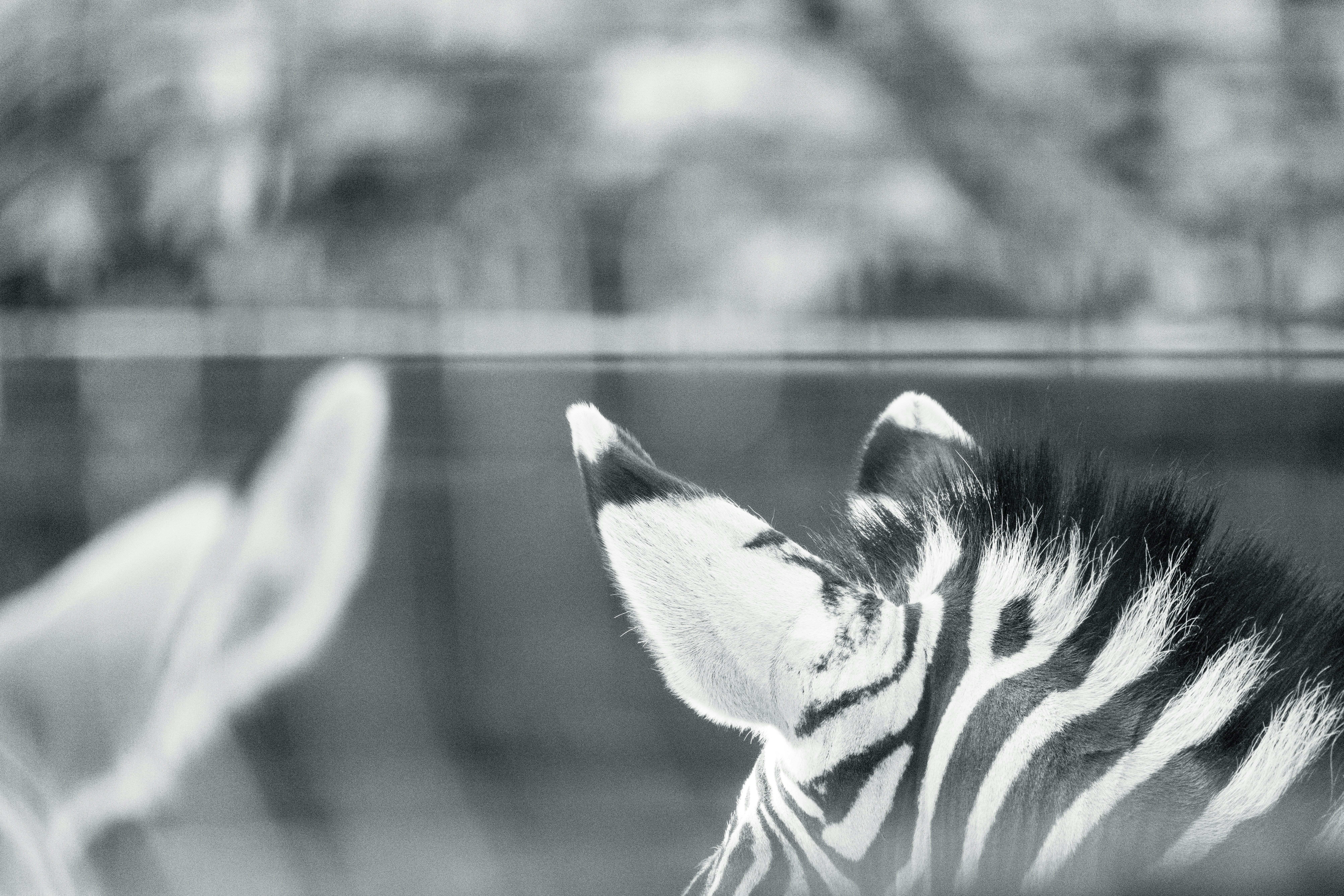 photo-1735480495318-d3a0f7e75dd4?ixid=M3