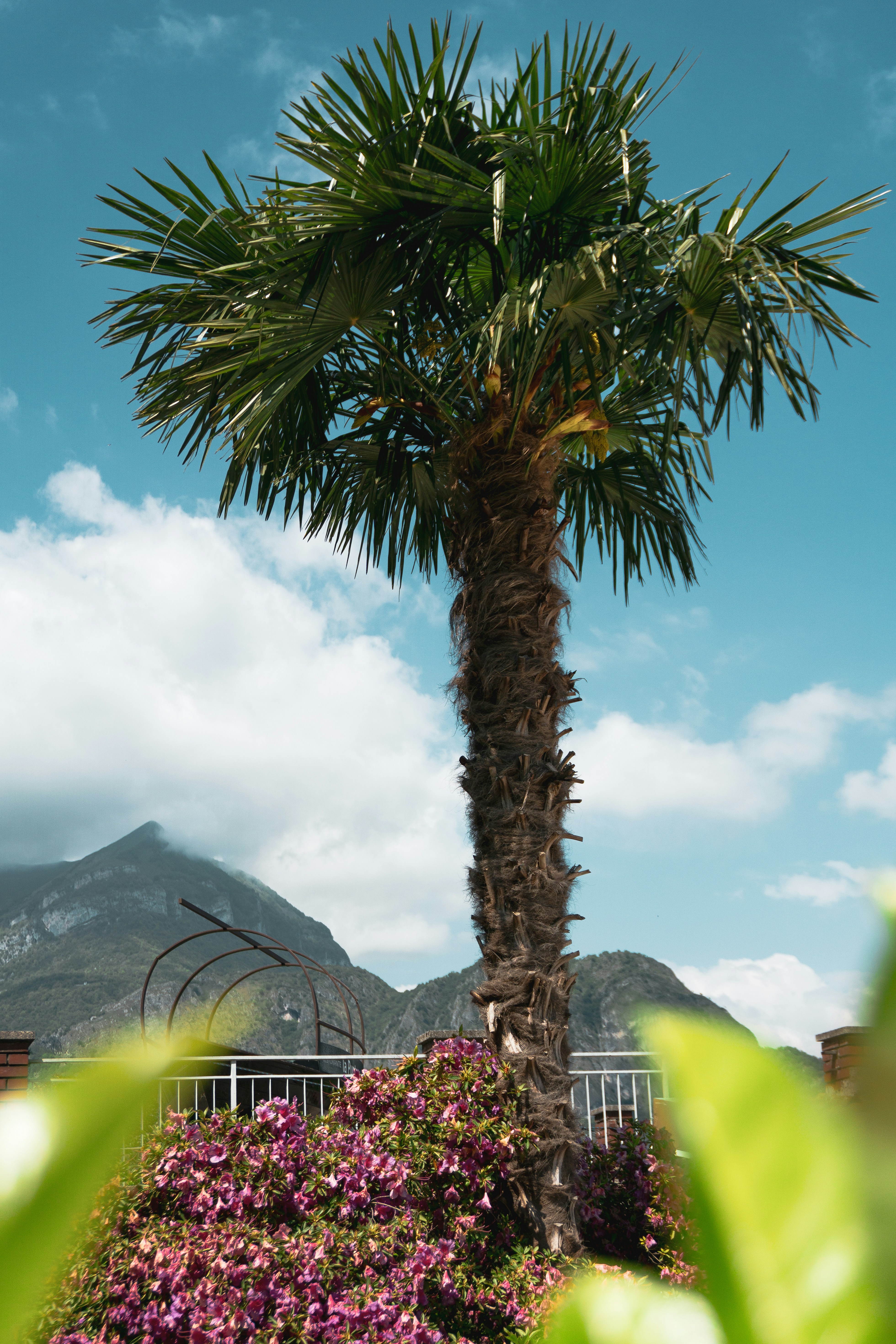 A palm tree in the middle of a garden